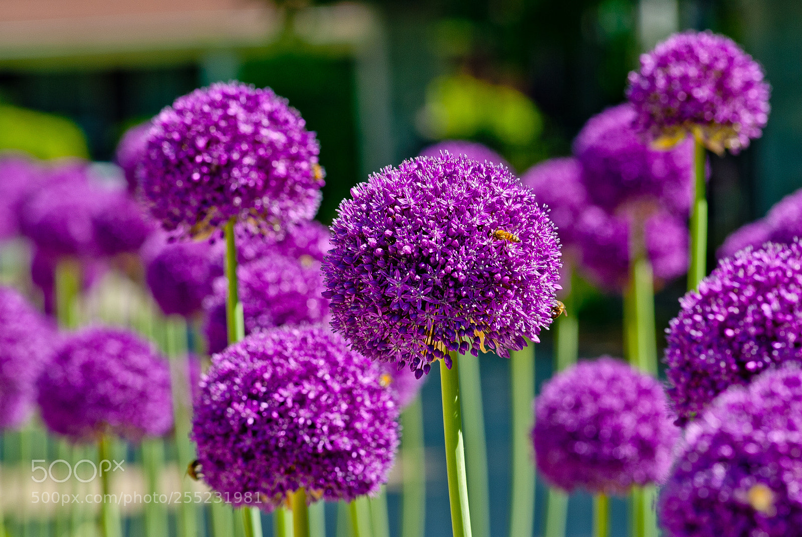 Nikon D200 sample photo. Purple blossom photography