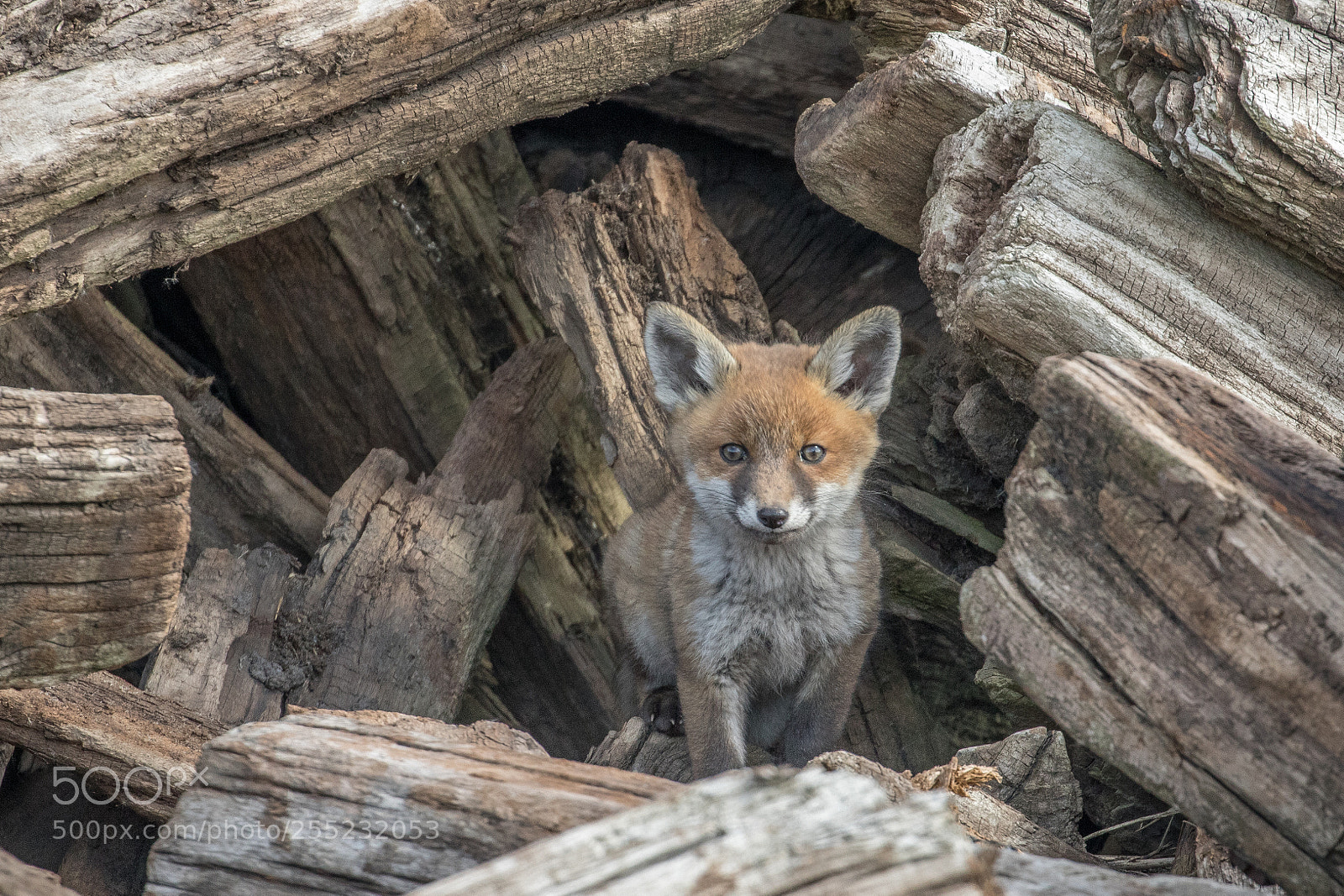 Canon EOS 7D Mark II sample photo. Fox cub photography