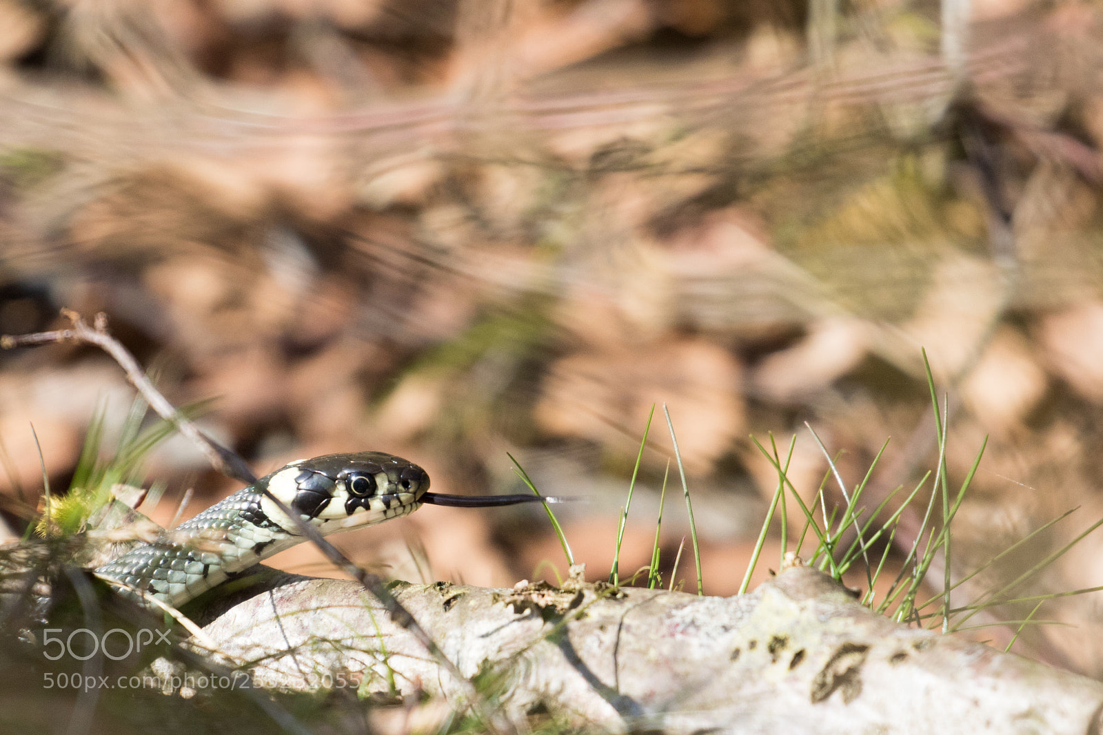 Canon EOS 7D Mark II sample photo. Grass snake photography