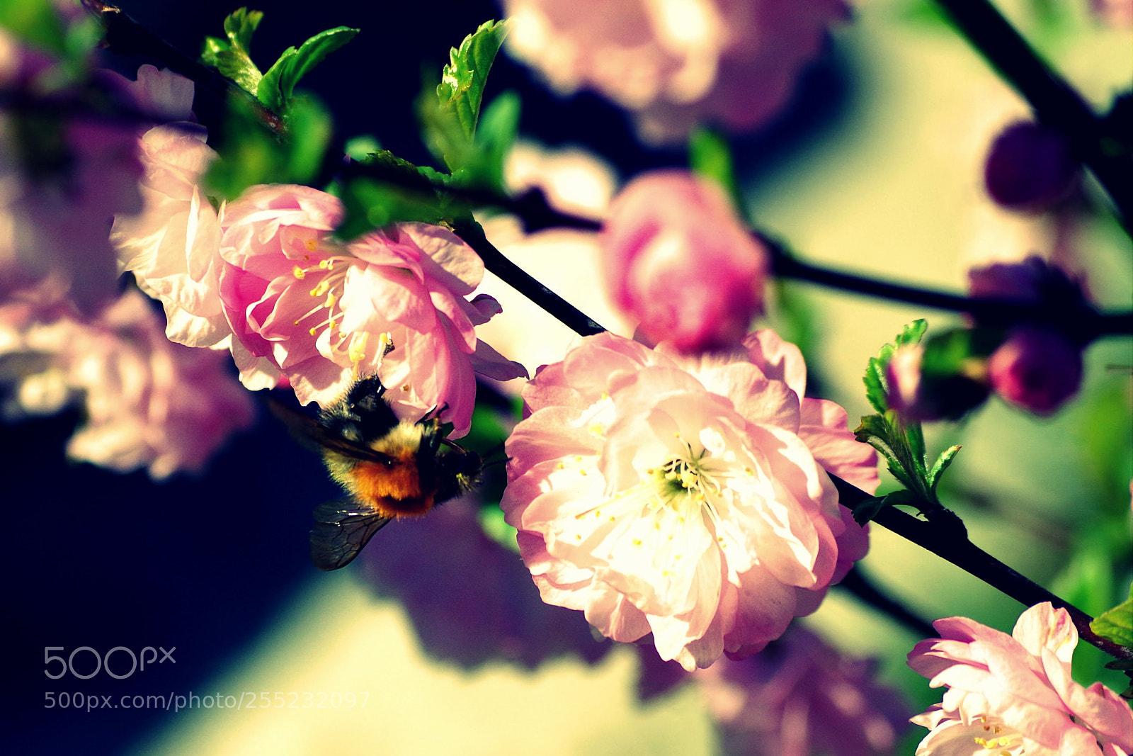 Pentax K-50 sample photo. Soring 02 photography