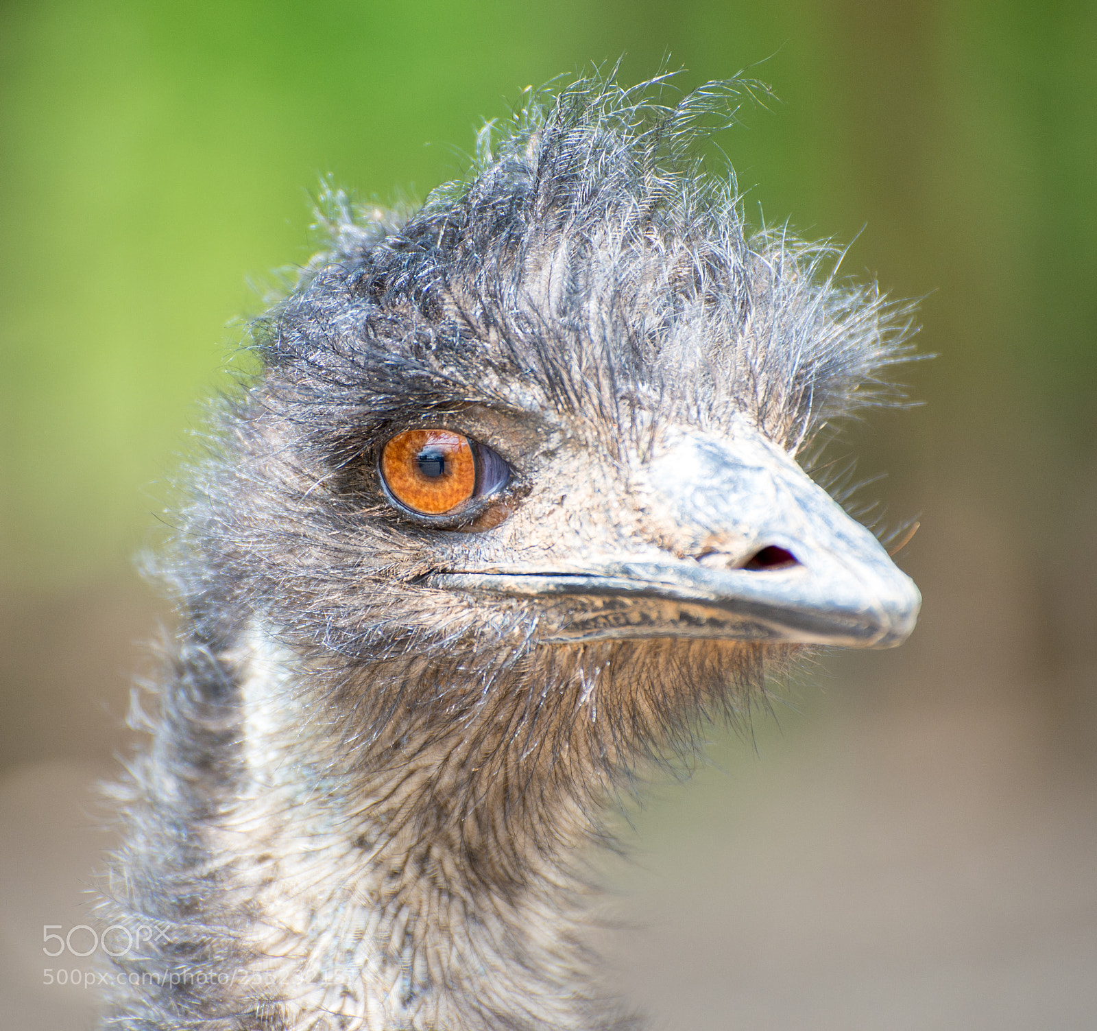 Nikon D600 sample photo. Orange eye photography