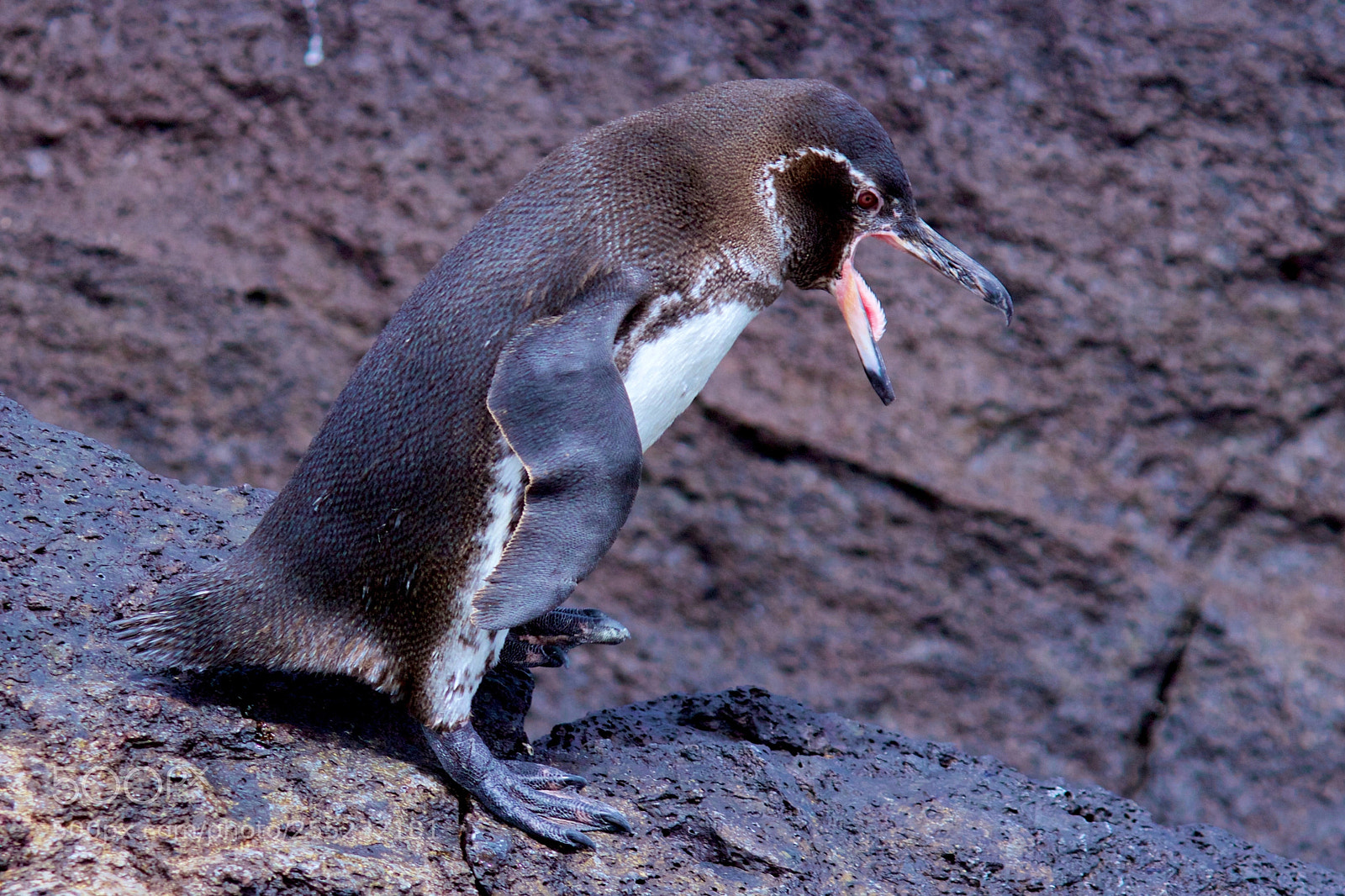 Canon EOS 600D (Rebel EOS T3i / EOS Kiss X5) sample photo. Img photography