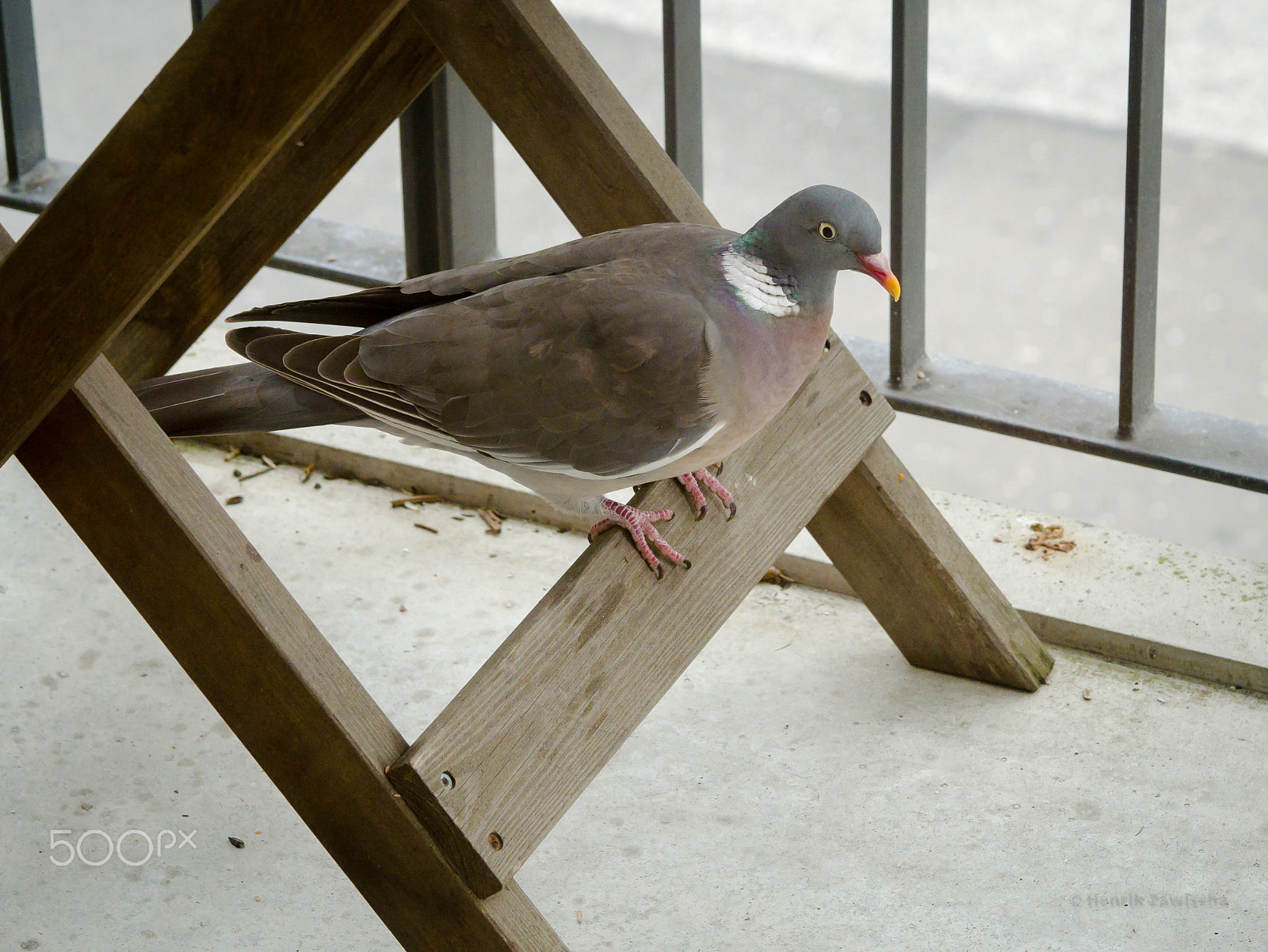 Panasonic Lumix DMC-GM1 sample photo. Rather a city dweller photography