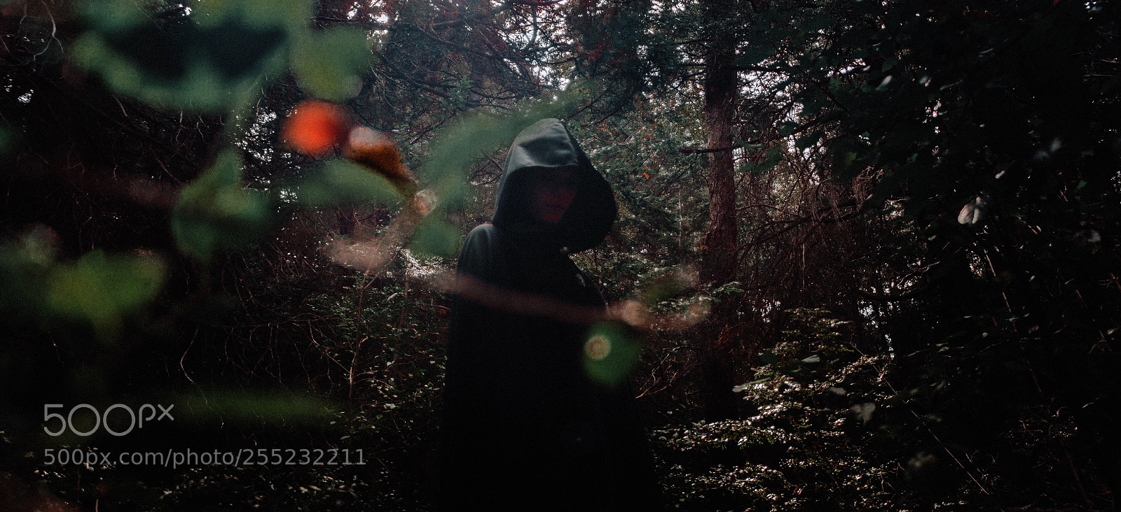 Canon EOS 700D (EOS Rebel T5i / EOS Kiss X7i) sample photo. Into the forest photography