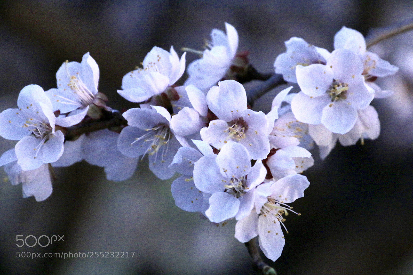 Canon EOS 70D sample photo. Flowers in spring photography