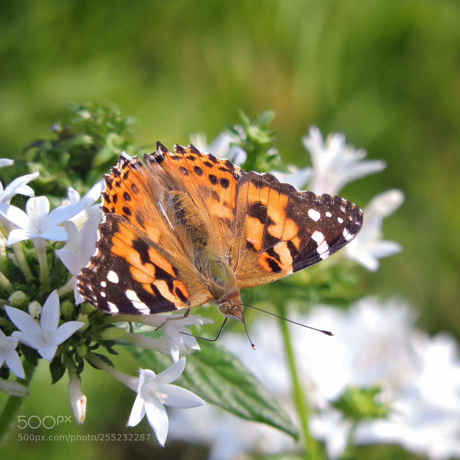 Nikon Coolpix P530 sample photo. Painted lady photography