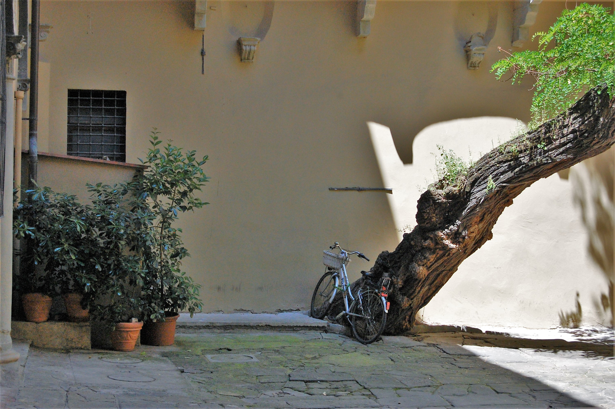 Nikon D40 sample photo. Bicycle on the yard photography