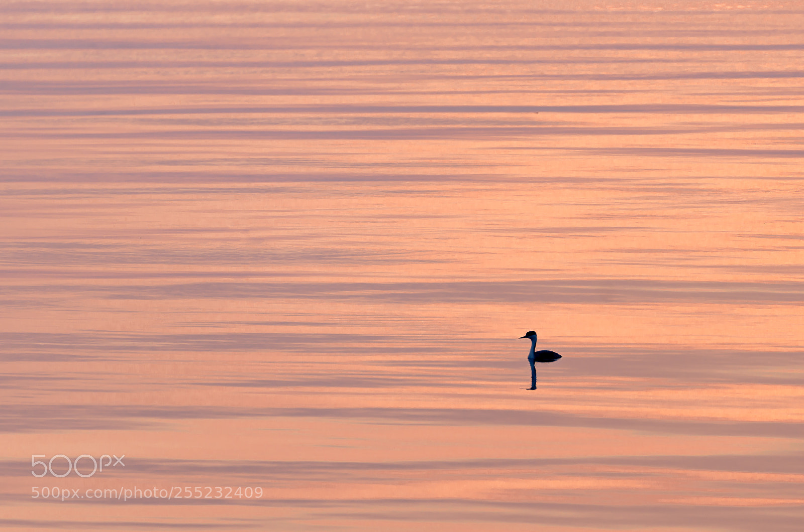 Nikon D7000 sample photo. Horned grebe photography