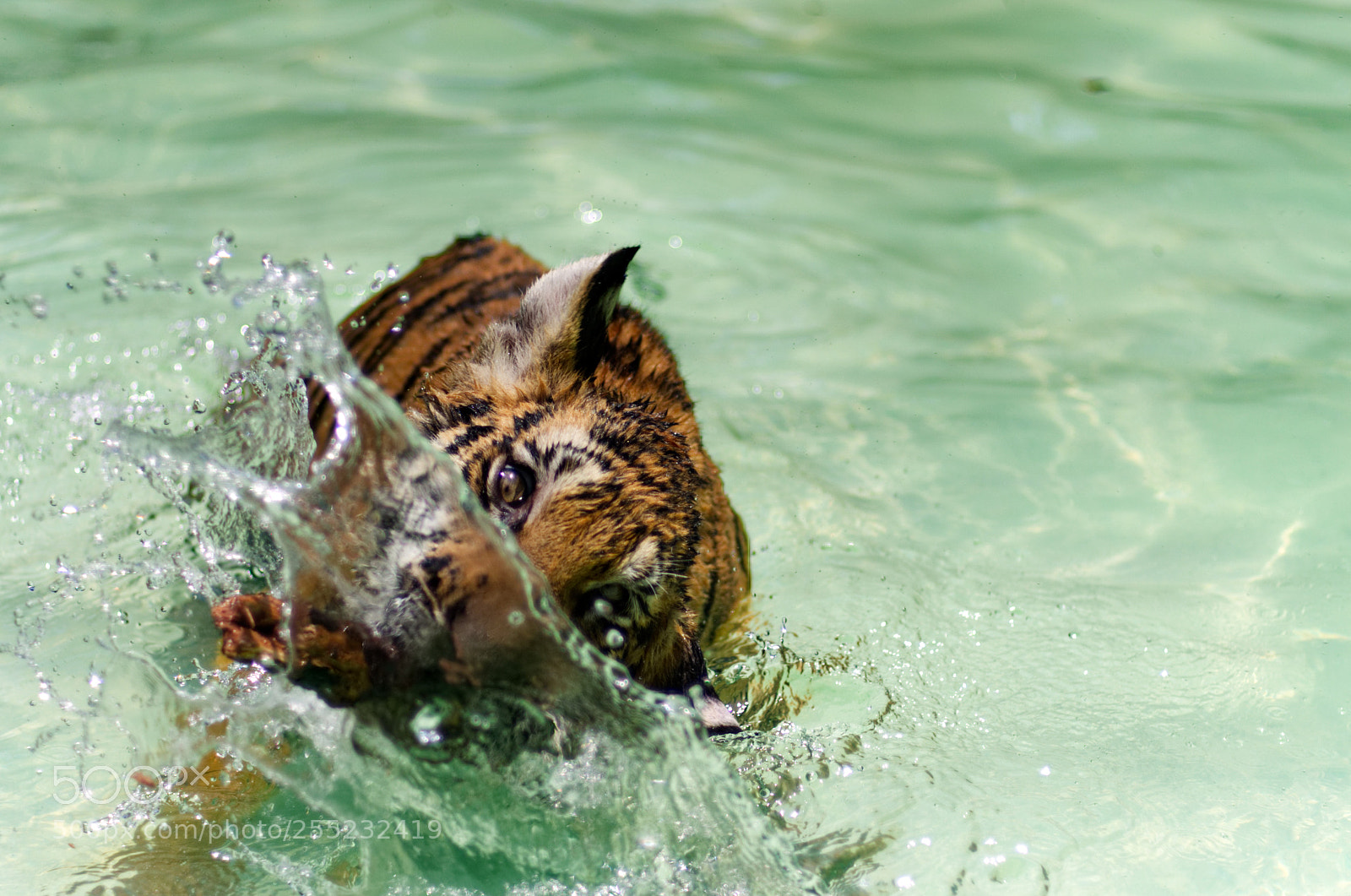 Pentax K-30 sample photo. Tiger photography