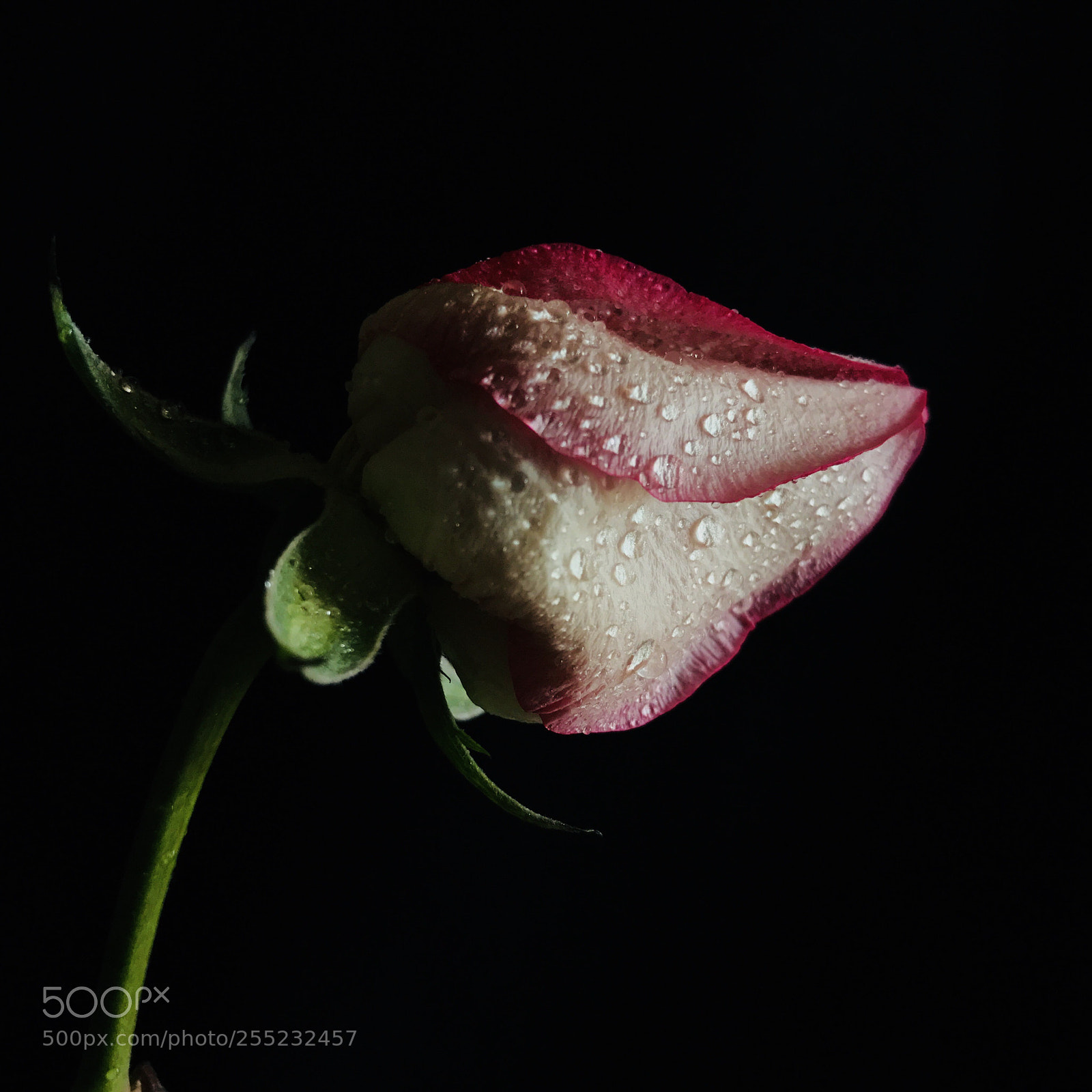Apple iPhone 7 Plus sample photo. Rose bud photography