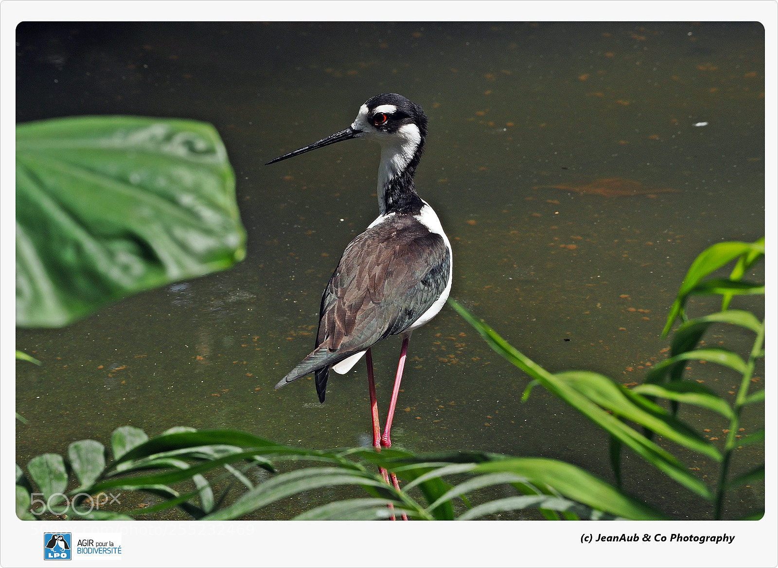Olympus OM-D E-M5 II sample photo. Black-necked stilt photography