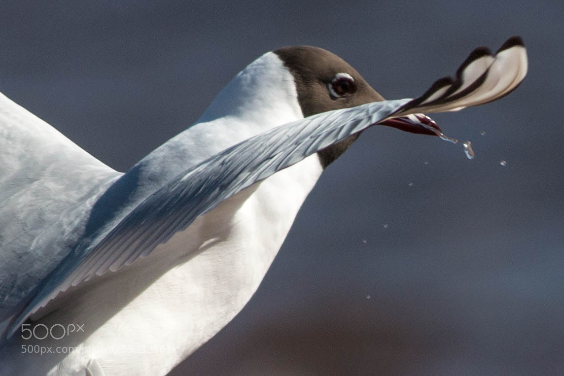 Canon EOS 70D sample photo. Hunting for food photography