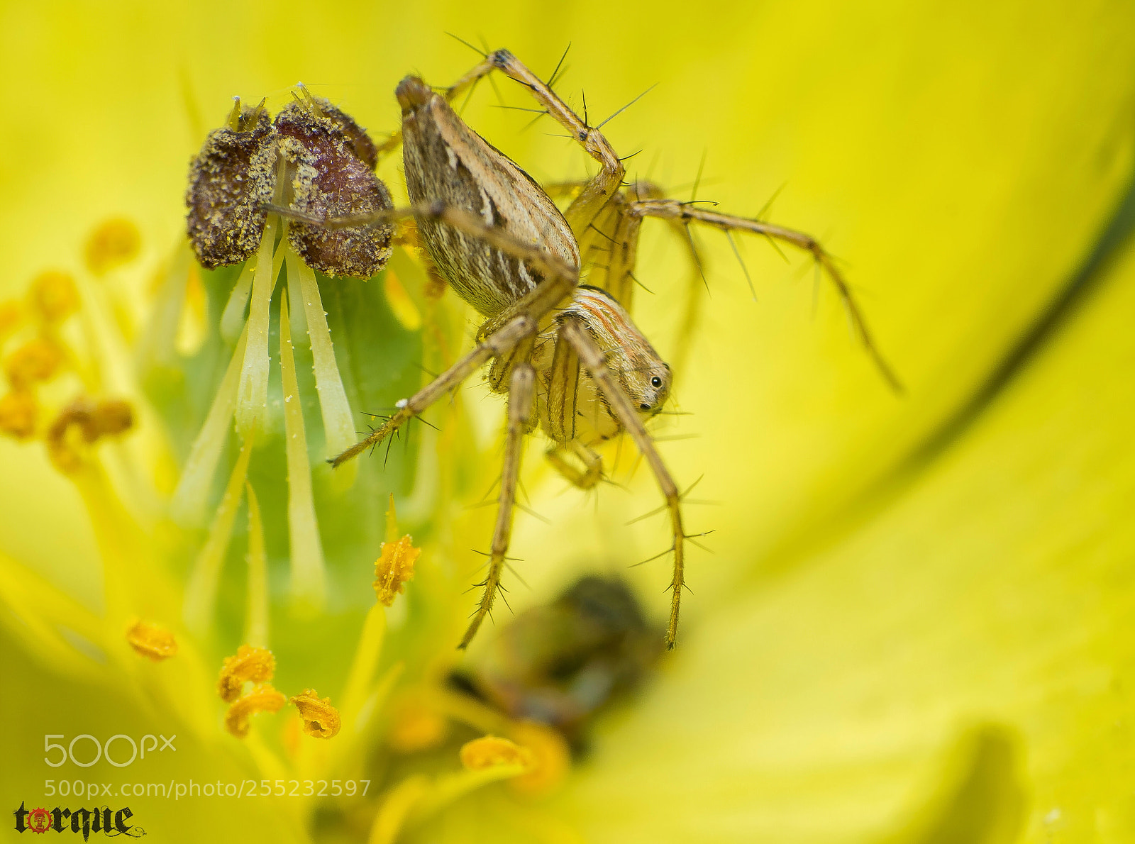 Nikon D5300 sample photo. Spider on the wildflower photography