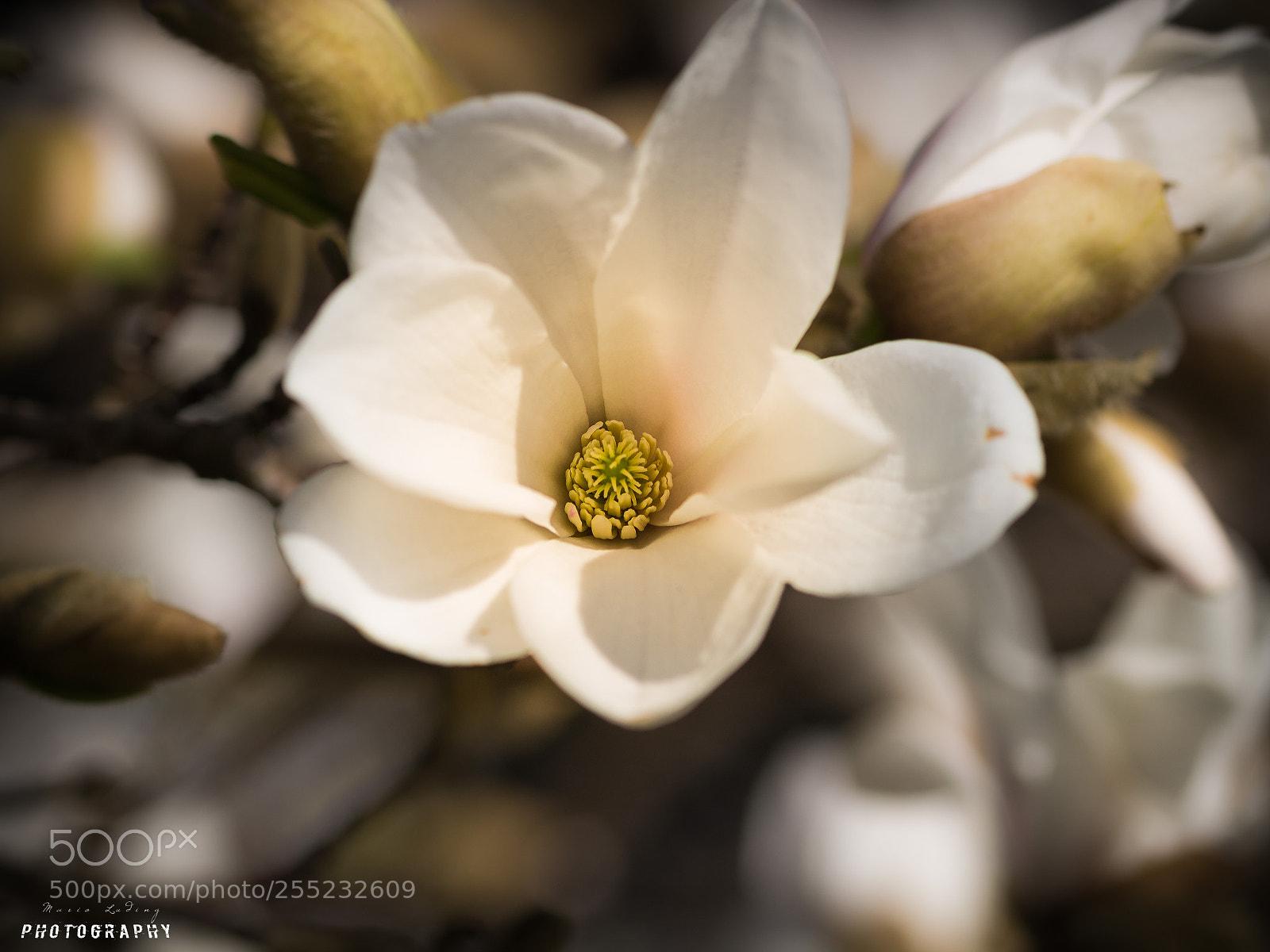 Canon EOS 700D (EOS Rebel T5i / EOS Kiss X7i) sample photo. ☆blossom ☆ photography