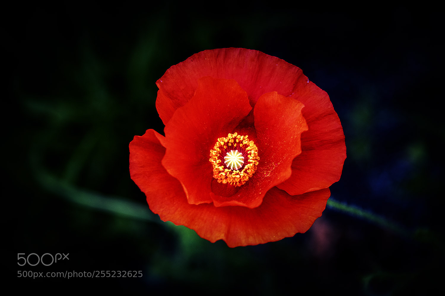 Nikon D850 sample photo. Poppy 1 photography