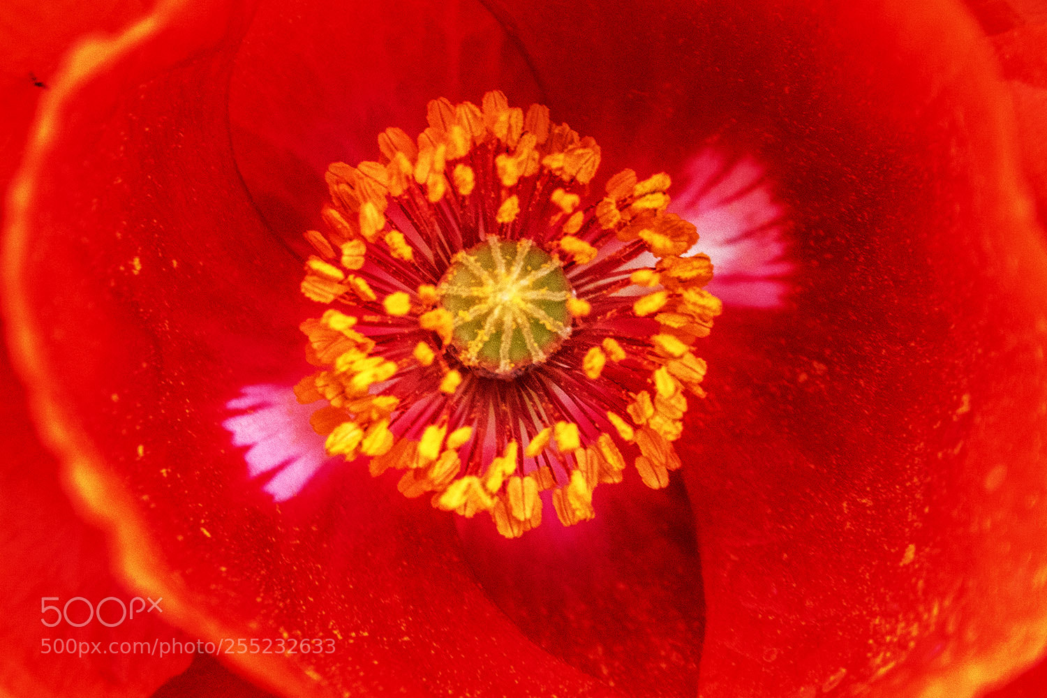 Nikon D850 sample photo. Poppy 2 photography