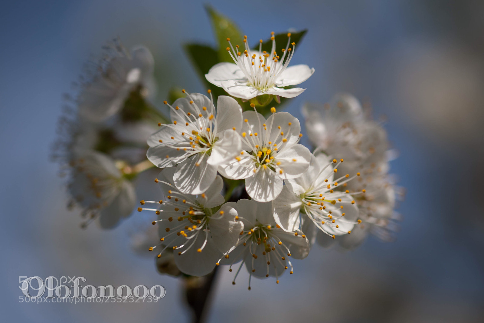 Canon EOS-1Ds Mark III sample photo. Praise the sun photography