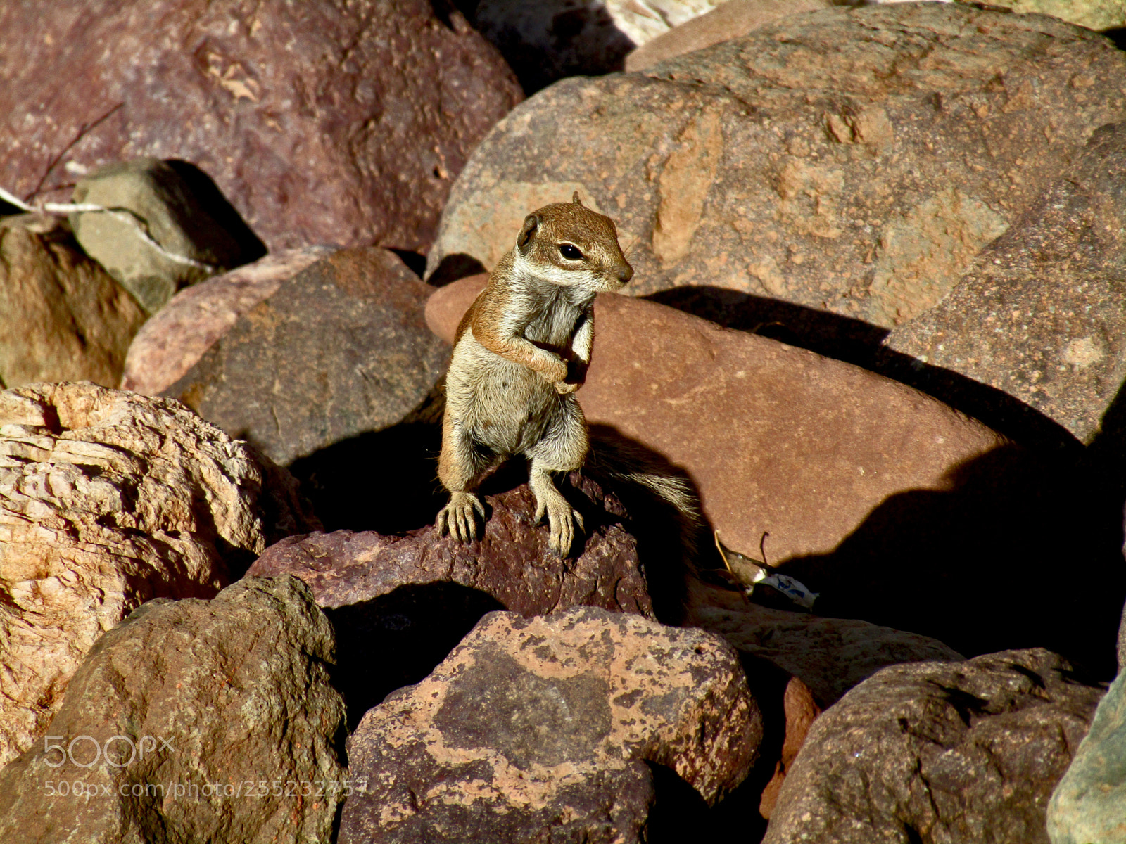 Canon PowerShot SX410 IS sample photo. Barbary ground squirrel photography