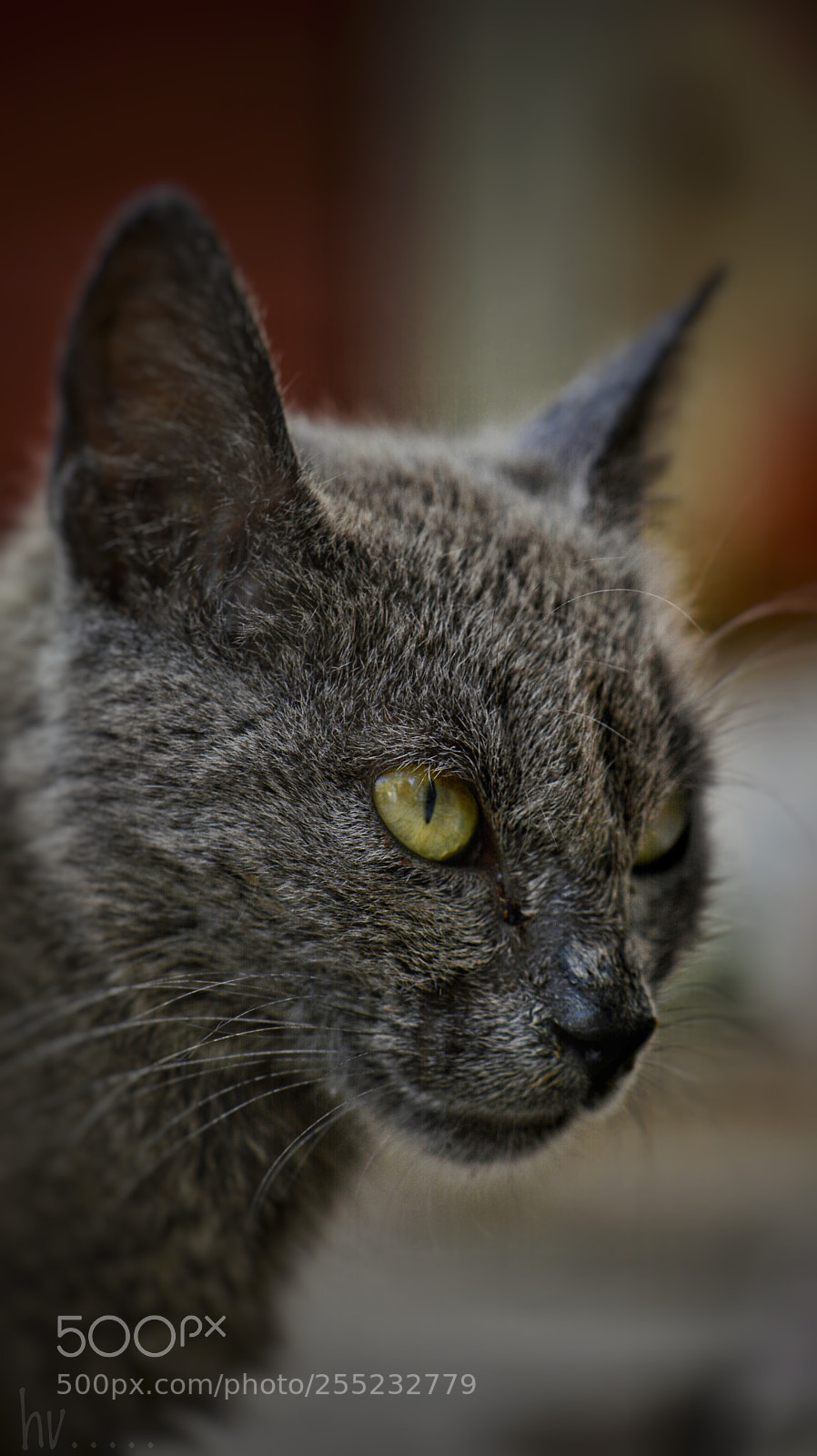 Nikon D7100 sample photo. Moody photography