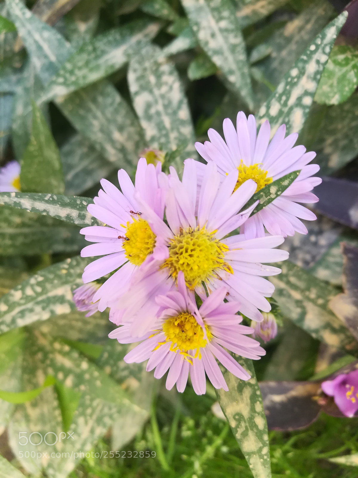 HUAWEI honor 6x sample photo. After rain photography