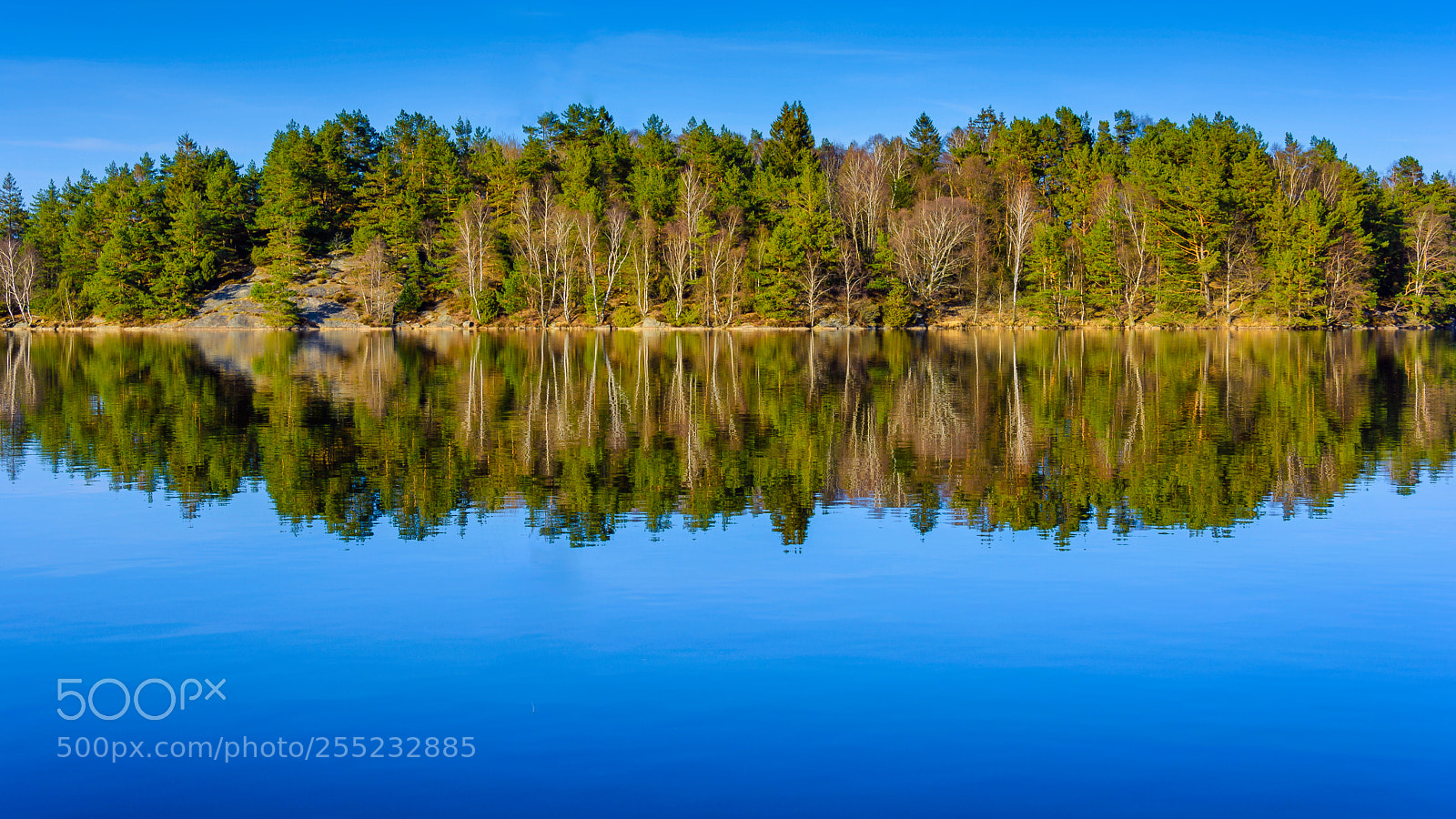 Nikon D5200 sample photo. Forest reflection as seen photography