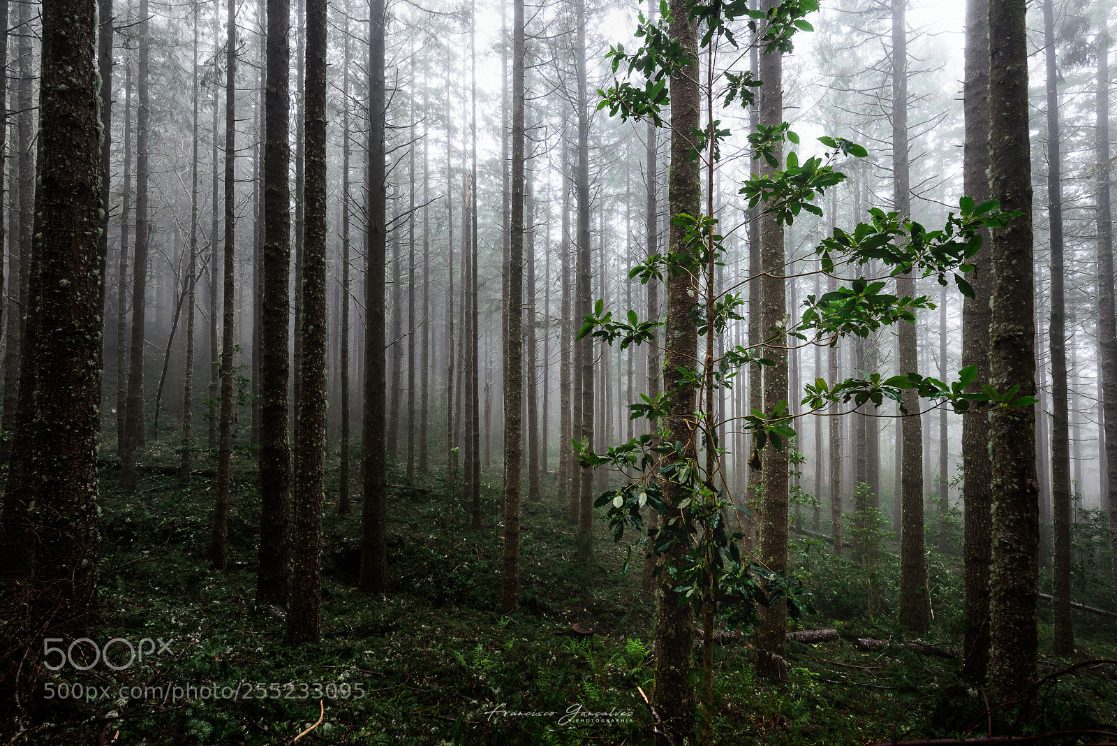 Nikon D810 sample photo. Survivor photography