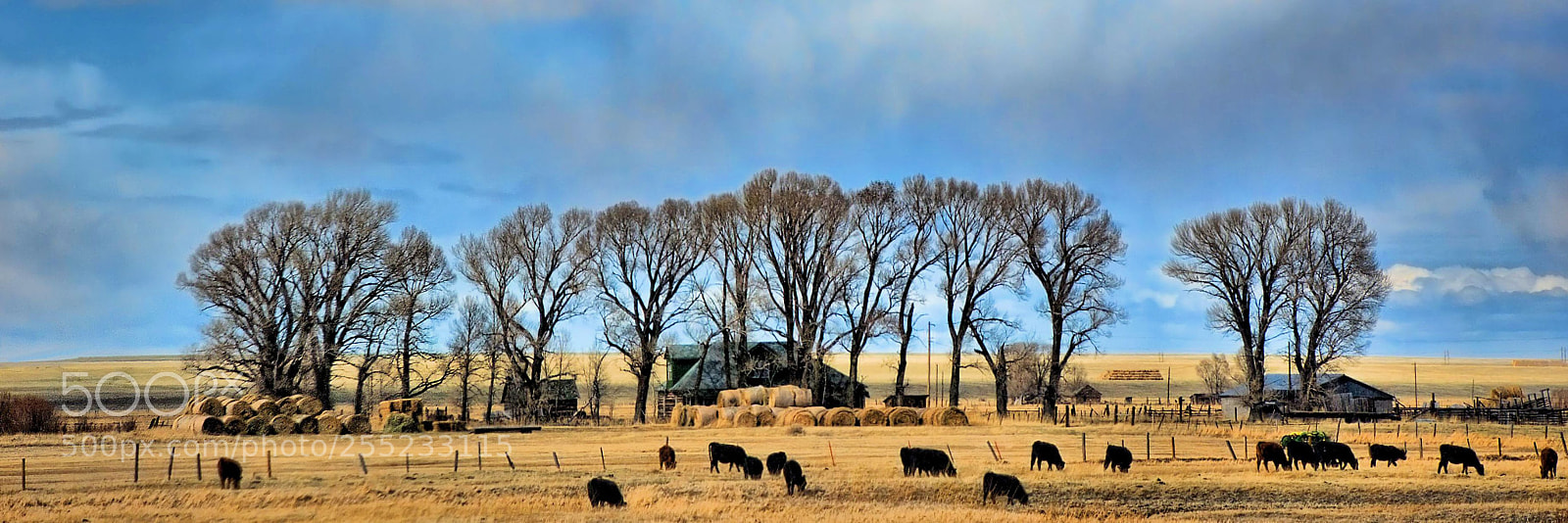 Nikon D80 sample photo. Homestead photography