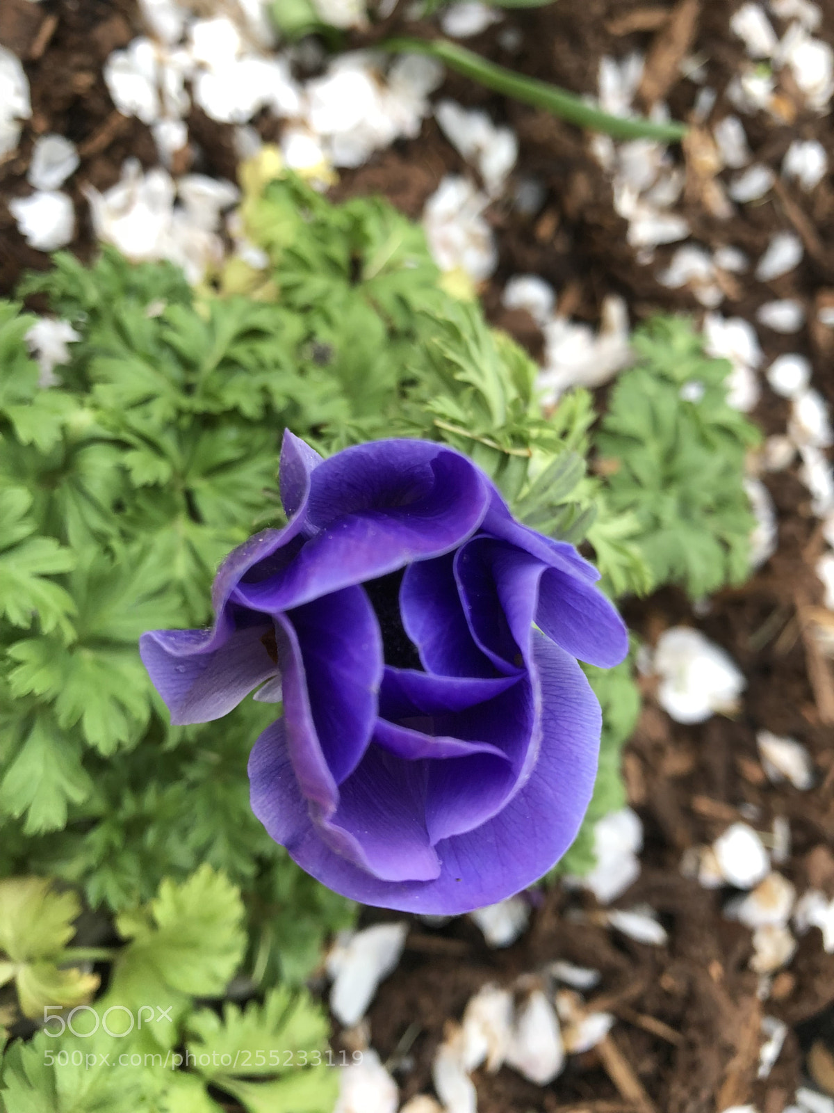 Apple iPhone X sample photo. Untitled photography