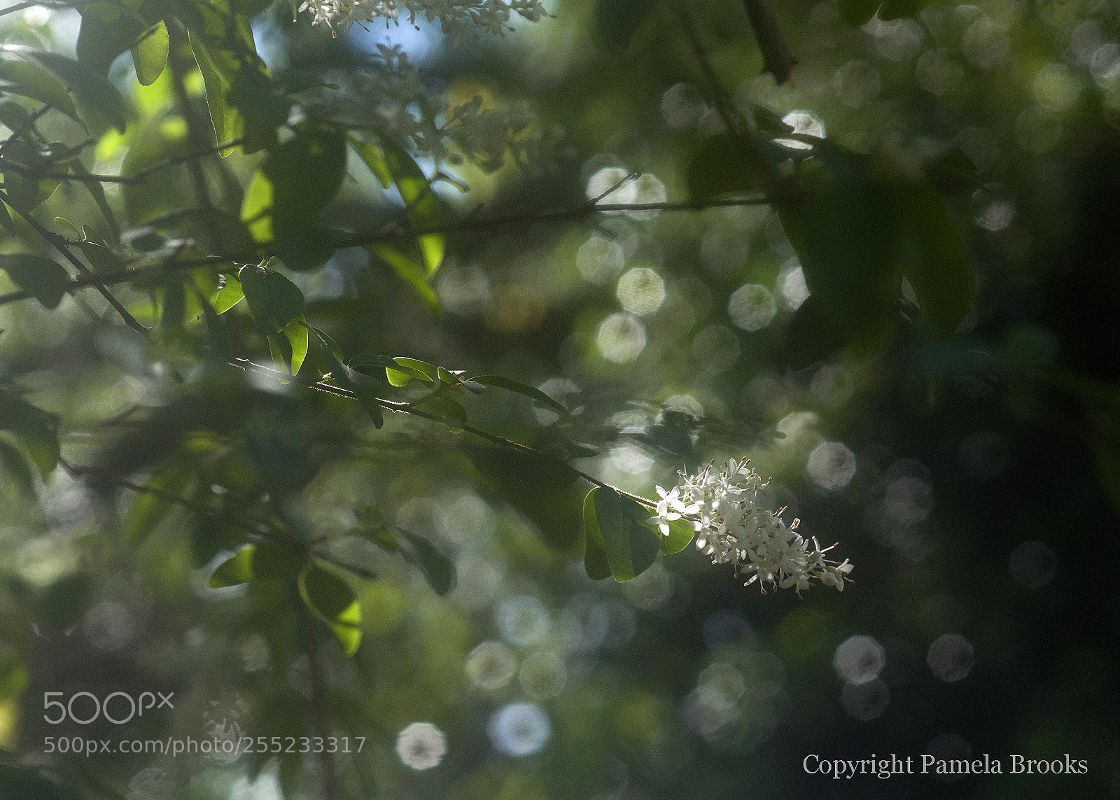 Nikon D90 sample photo. Chinese privet photography