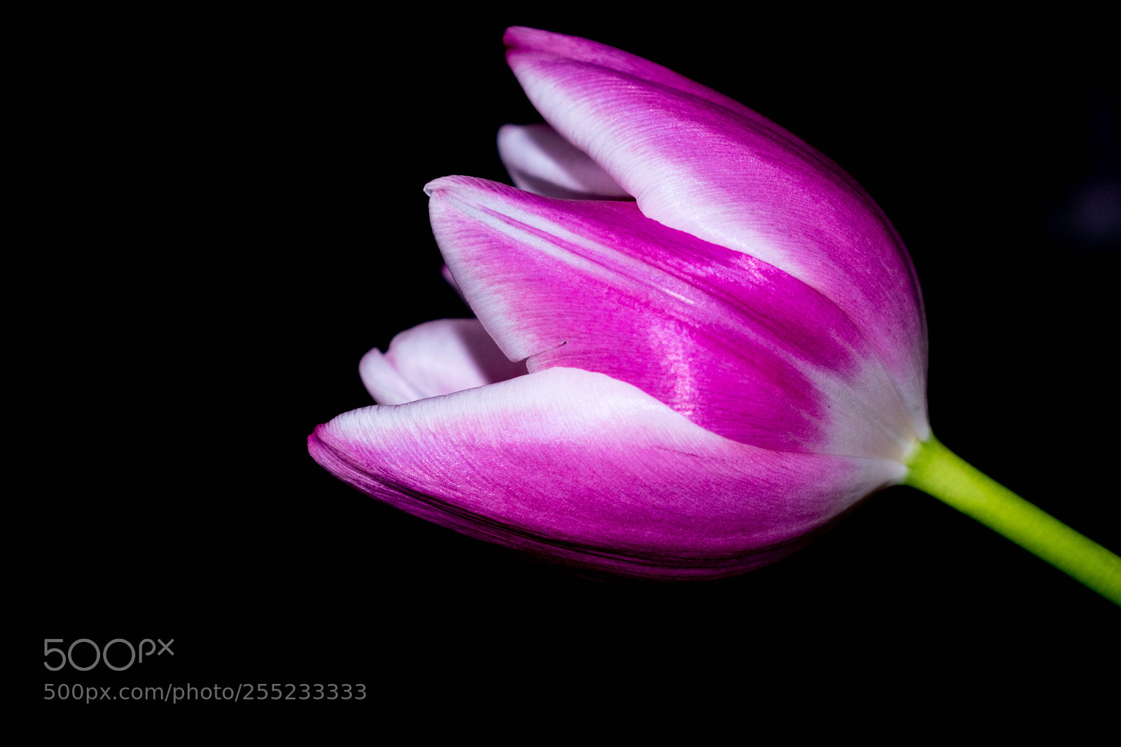 Nikon D3300 sample photo. Tulip photography