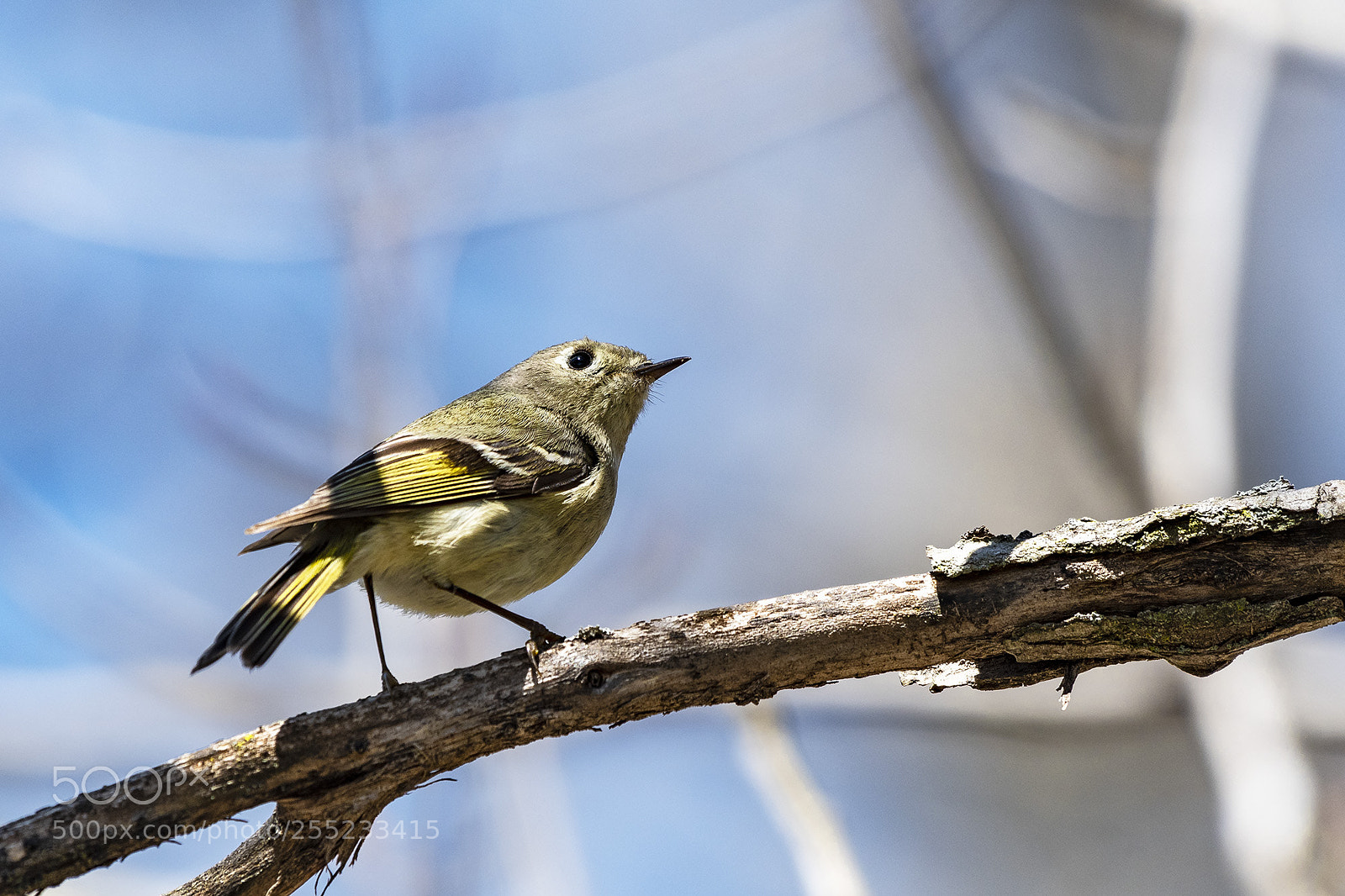 Nikon D500 sample photo. Female ruby-crowned kinglet photography