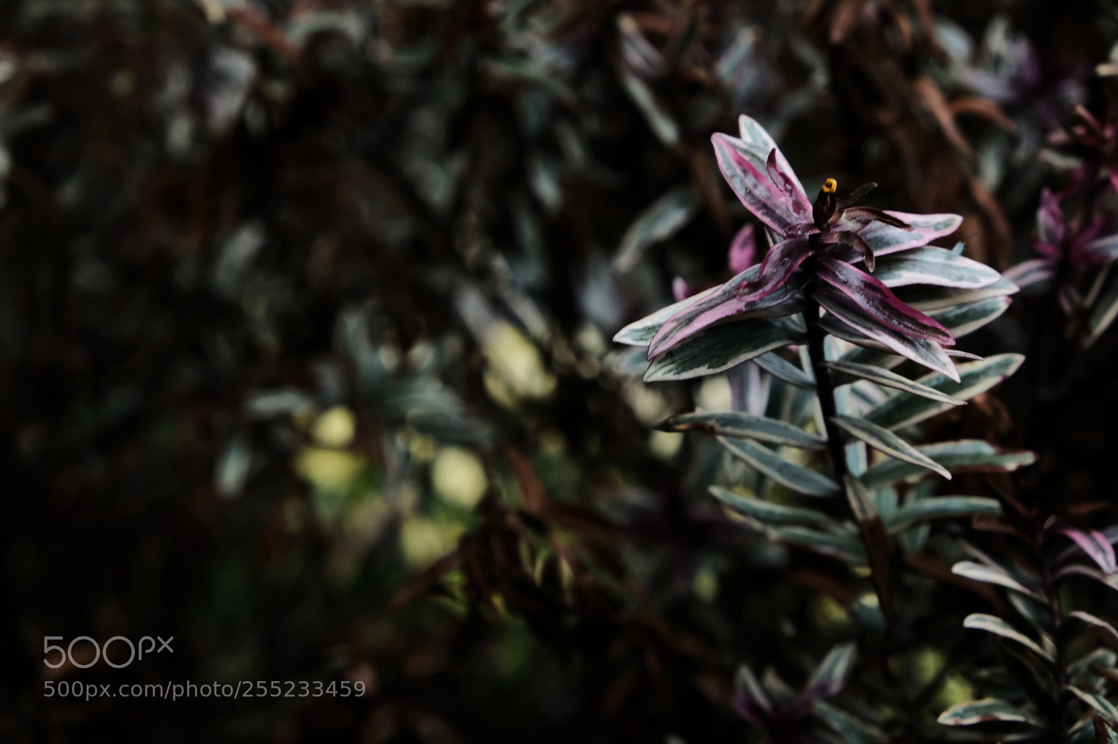 Fujifilm X-E3 sample photo. Dark flower from the photography