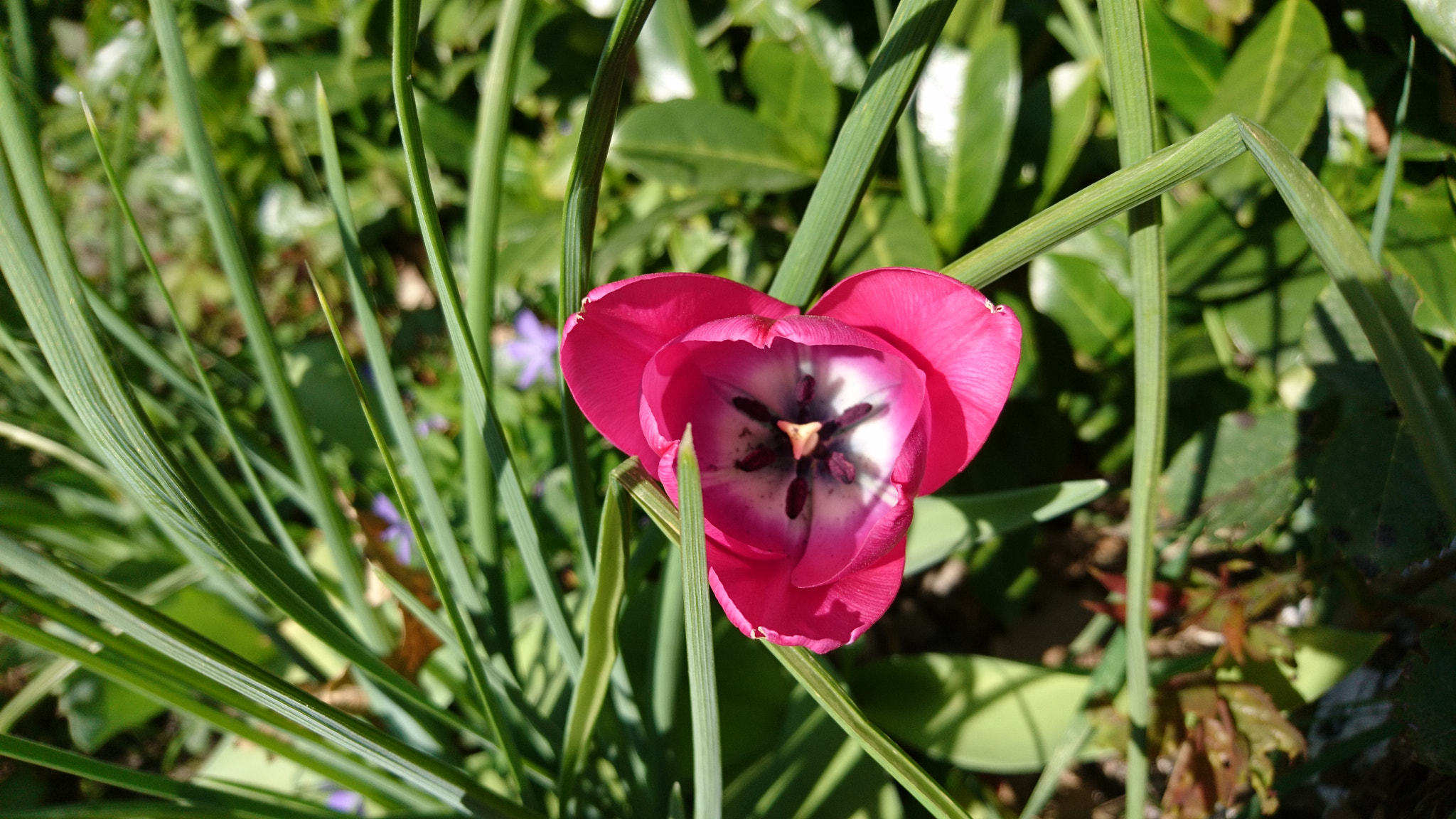Sony Xperia X sample photo