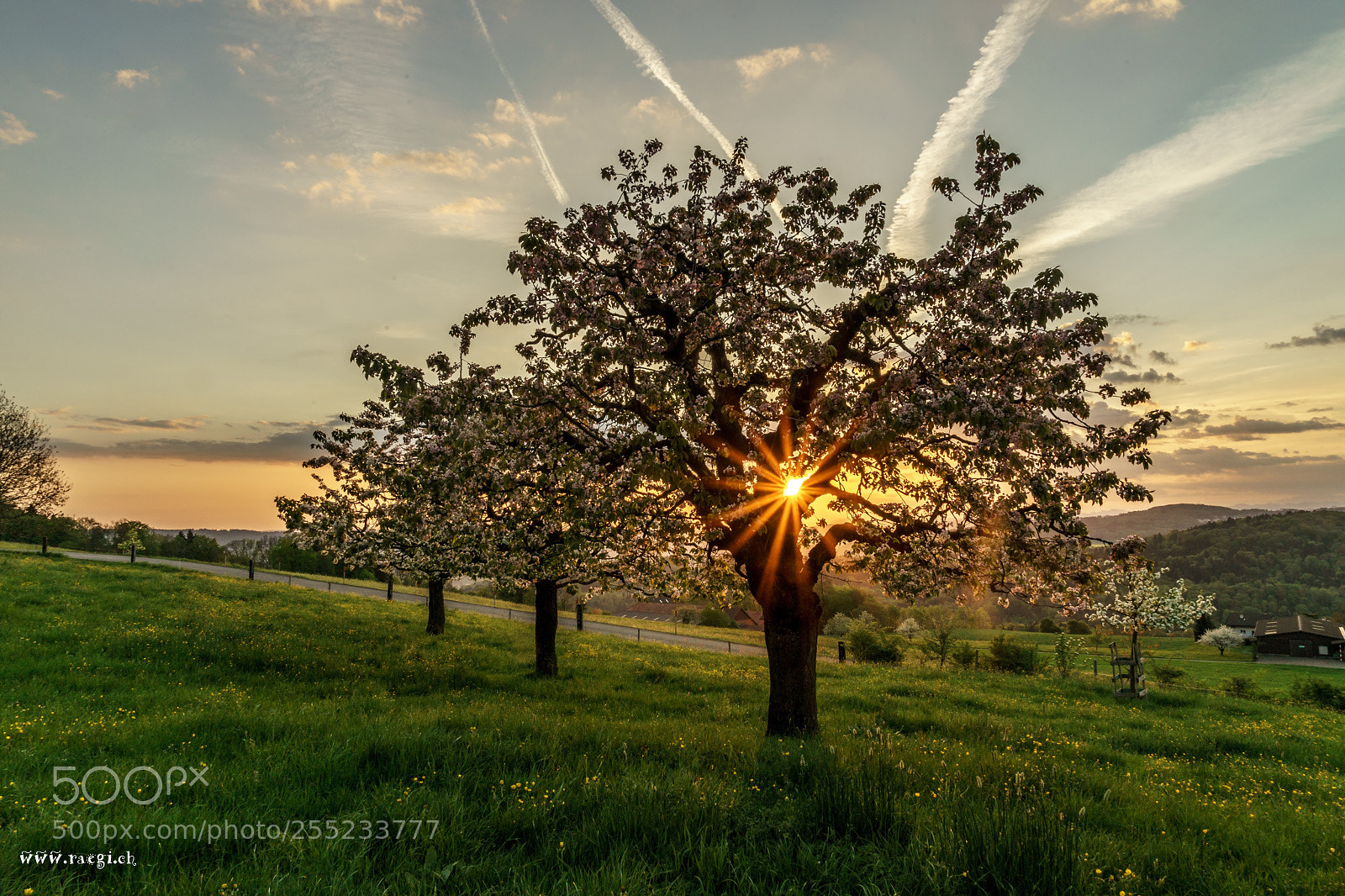 Sony a7 II sample photo. Kirschbaum photography