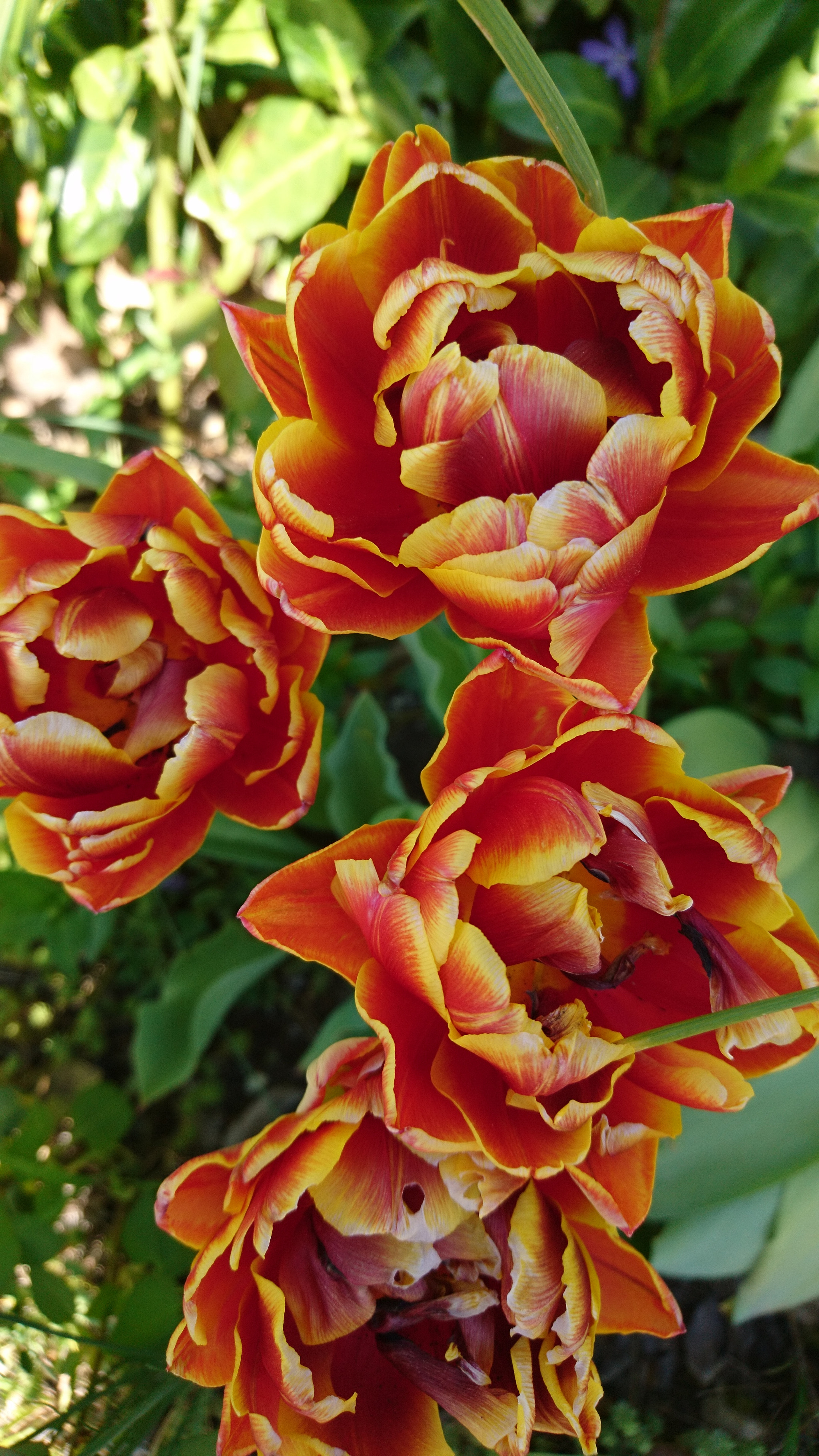 Sony Xperia X sample photo