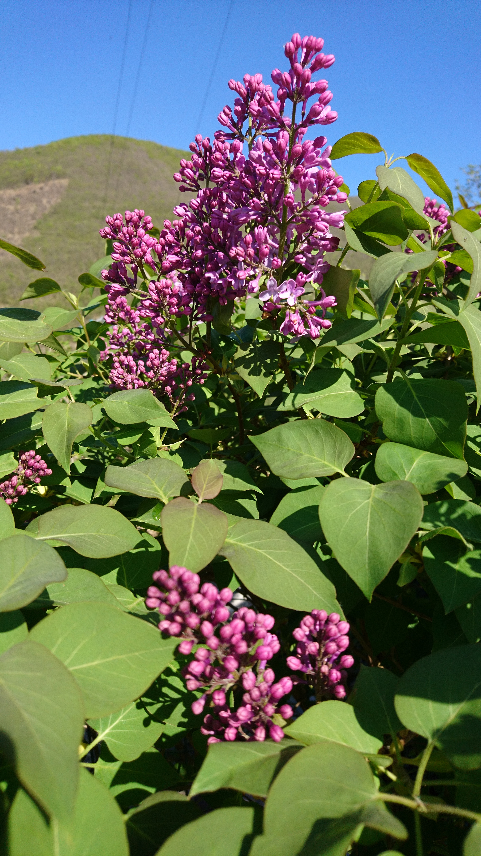 Sony Xperia X sample photo
