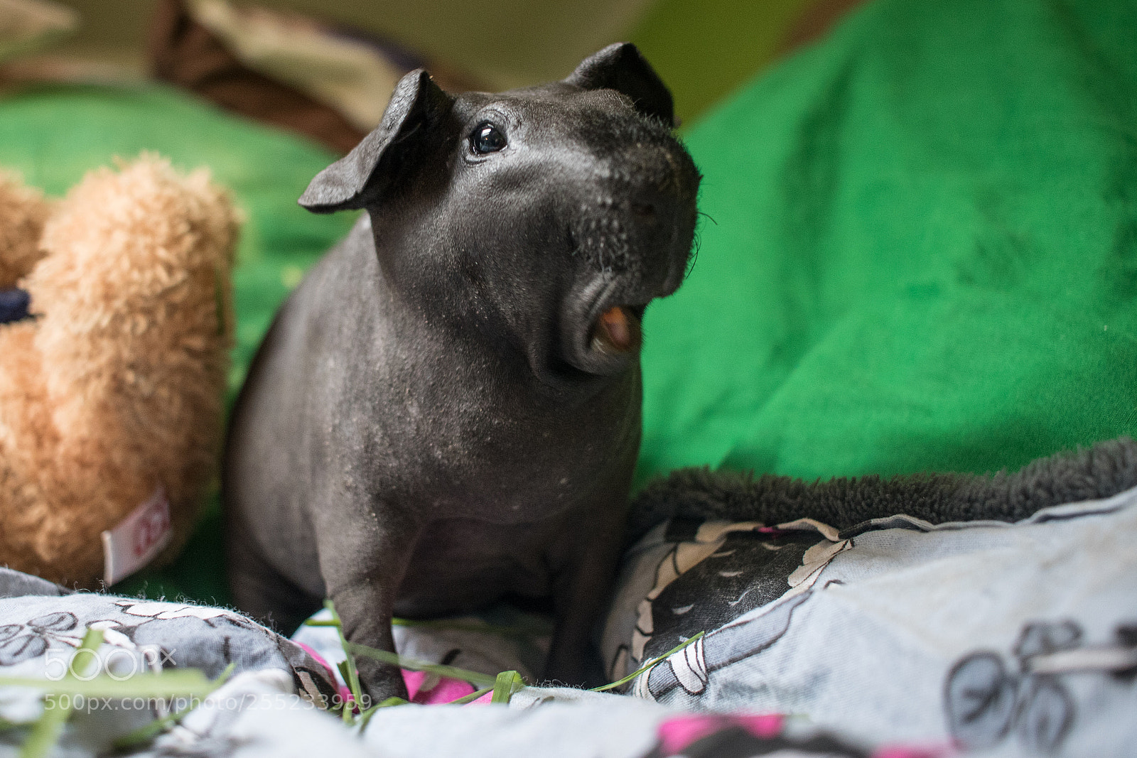 Canon EOS 750D (EOS Rebel T6i / EOS Kiss X8i) sample photo. Skinny guinea pig :) photography