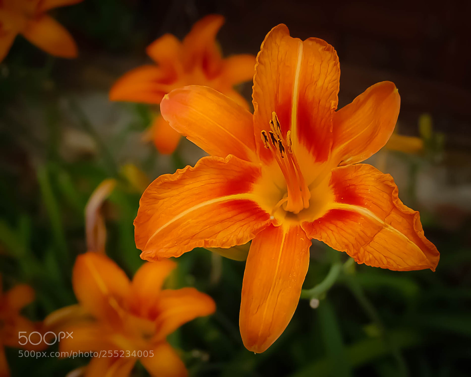 Nikon D50 sample photo. Flower photography
