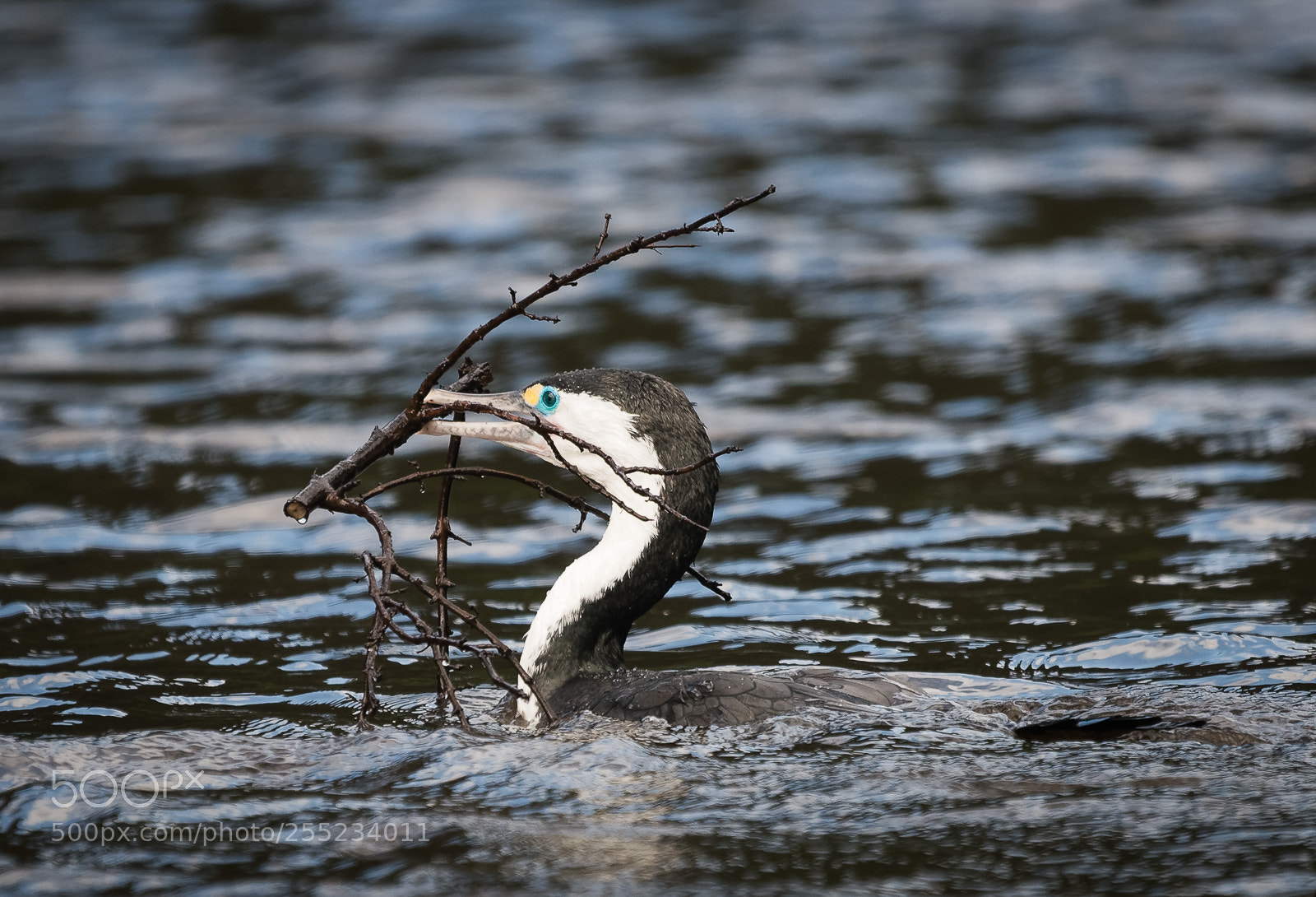 Nikon D800 sample photo. Pied shag with love photography