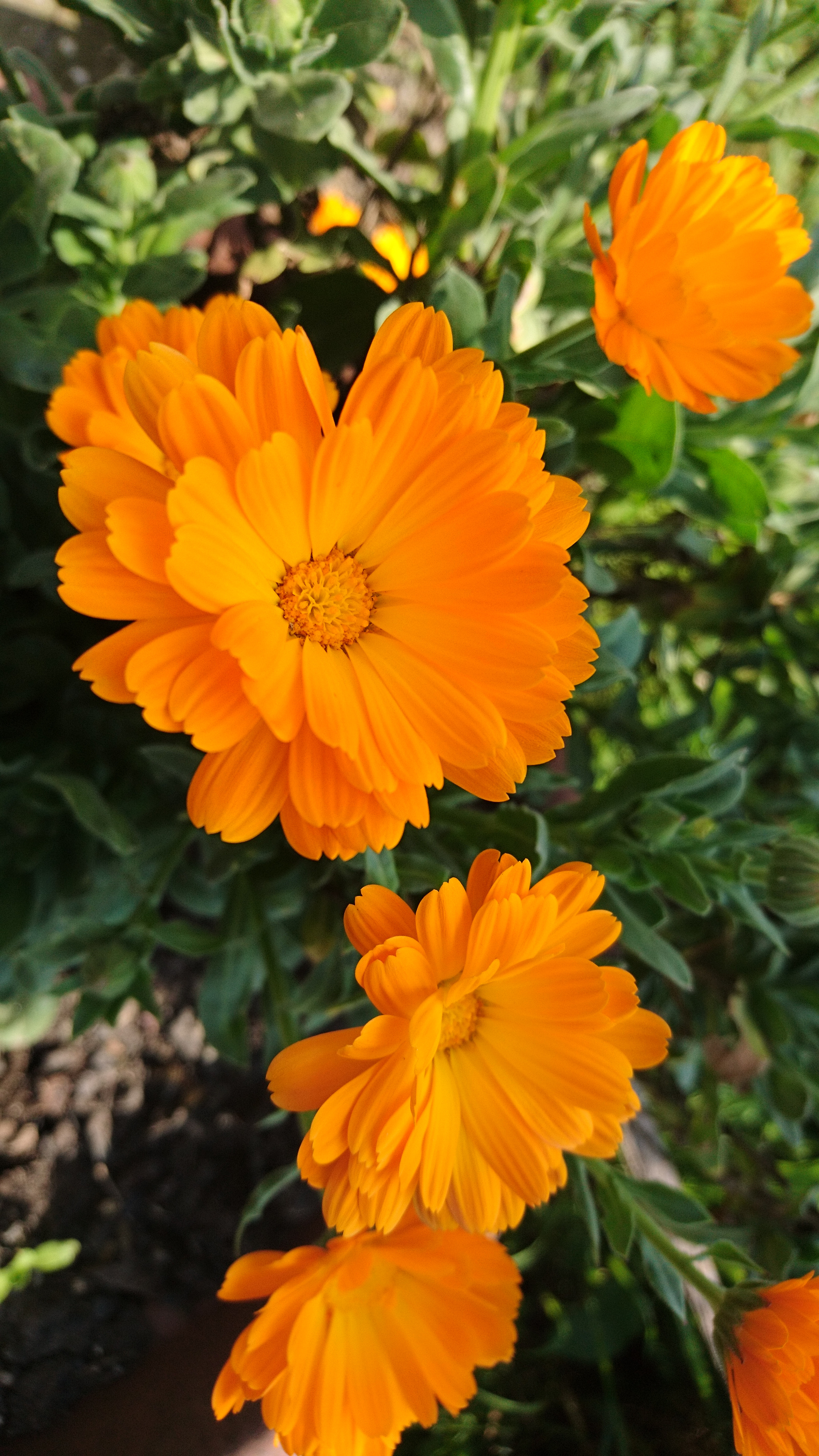 Sony Xperia X sample photo