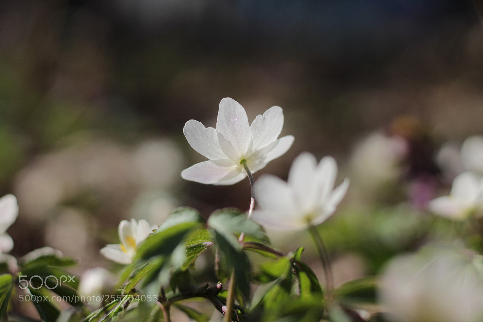 Canon EOS 1200D (EOS Rebel T5 / EOS Kiss X70 / EOS Hi) sample photo. White spring flowers photography