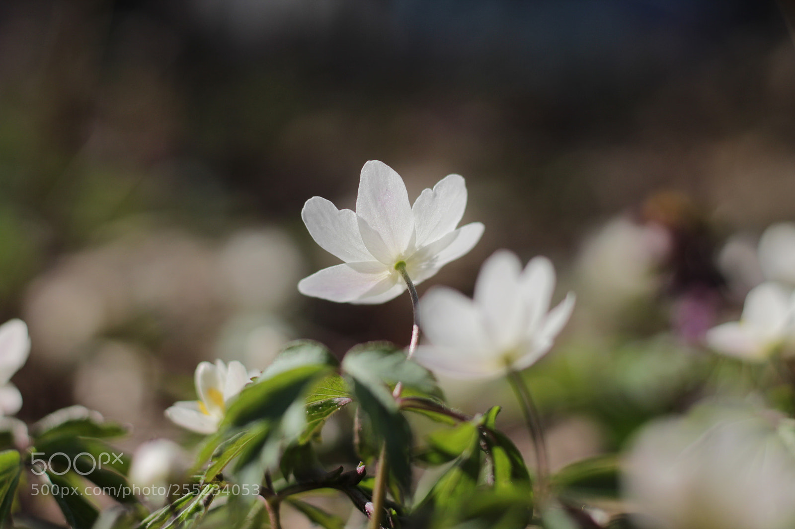 Canon EOS 1200D (EOS Rebel T5 / EOS Kiss X70 / EOS Hi) + Canon EF 50mm F1.8 STM sample photo. White spring flowers photography
