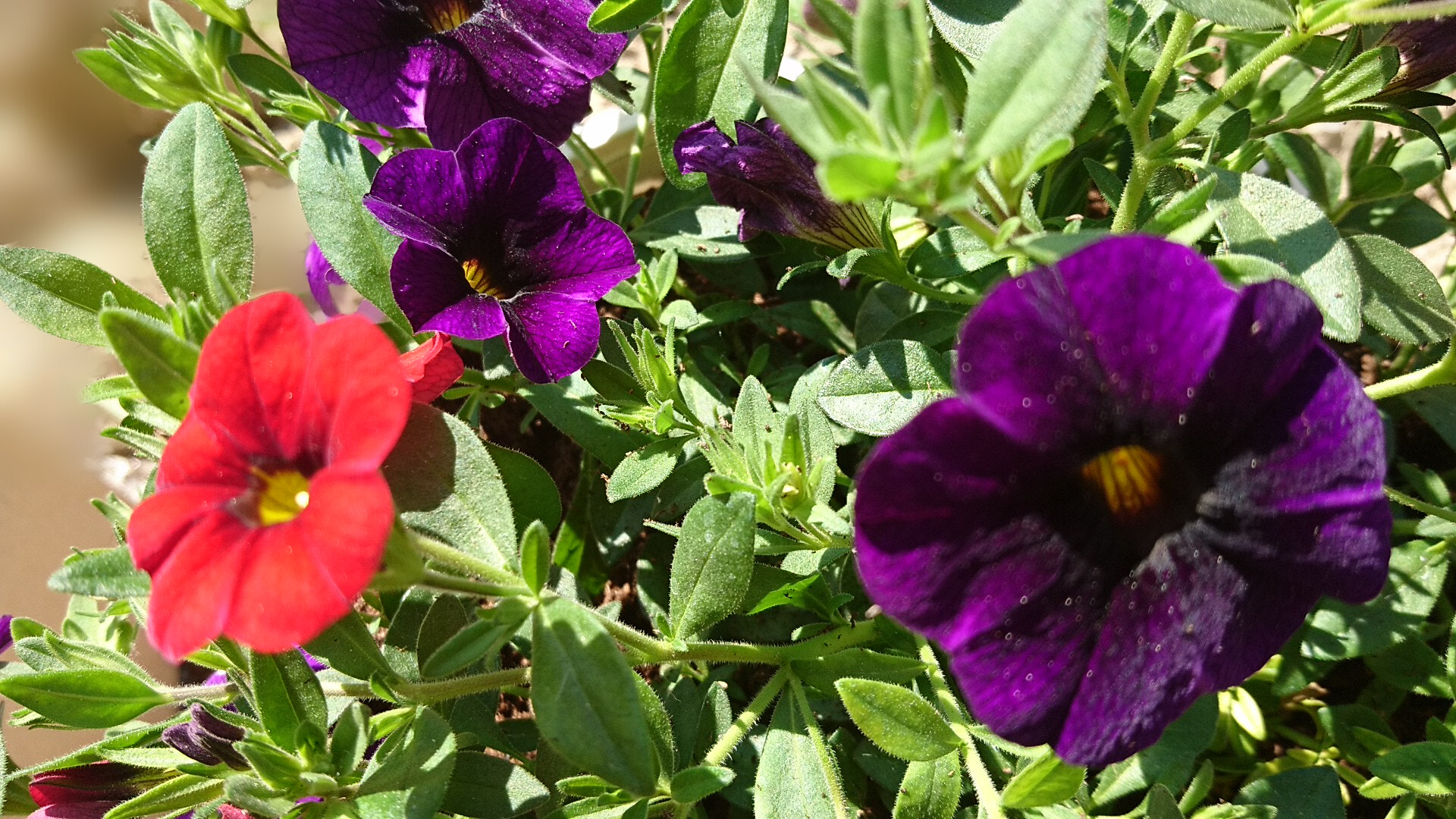 Sony Xperia X sample photo