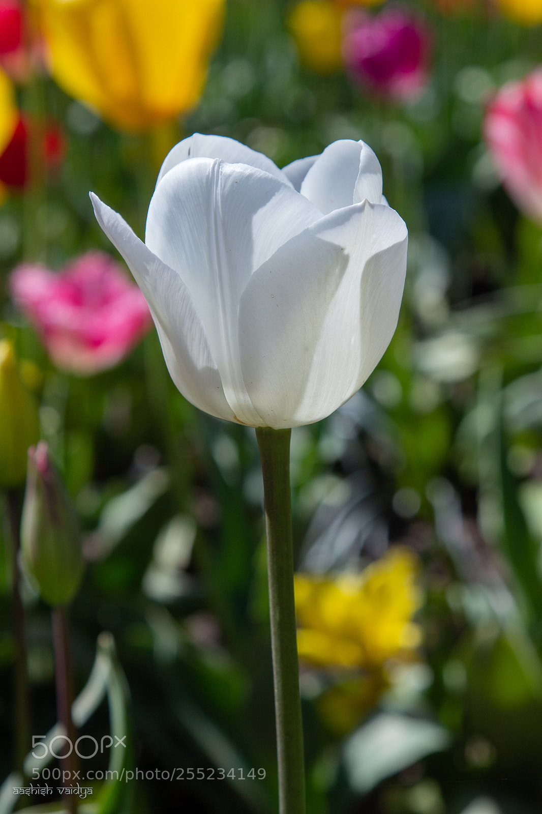 Canon EOS 600D (Rebel EOS T3i / EOS Kiss X5) sample photo. White tulip photography
