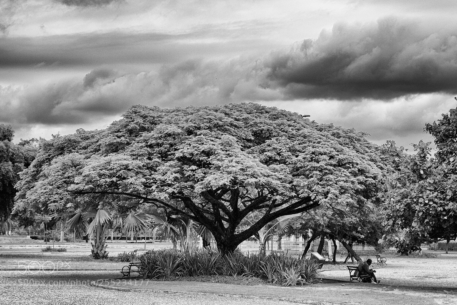 Canon EOS 700D (EOS Rebel T5i / EOS Kiss X7i) sample photo. Loneliness of tree photography