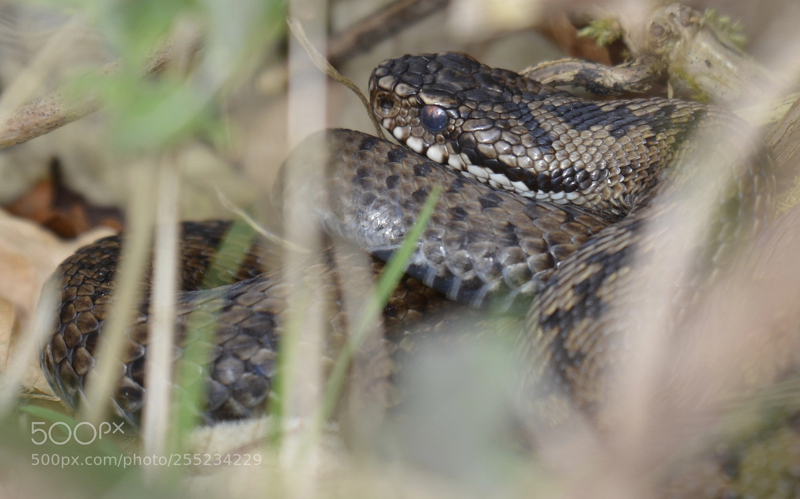 Nikon D7100 sample photo. Adder photography