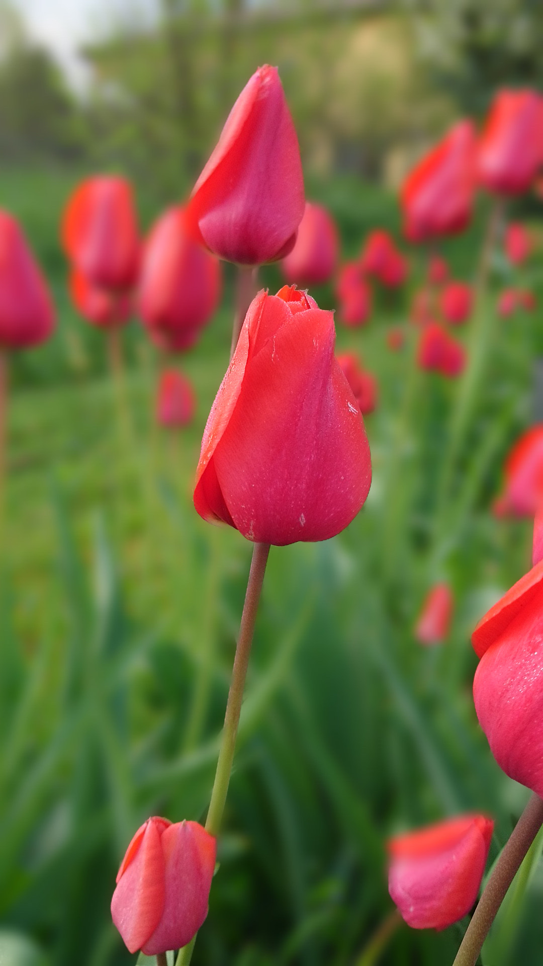 Sony Xperia X sample photo