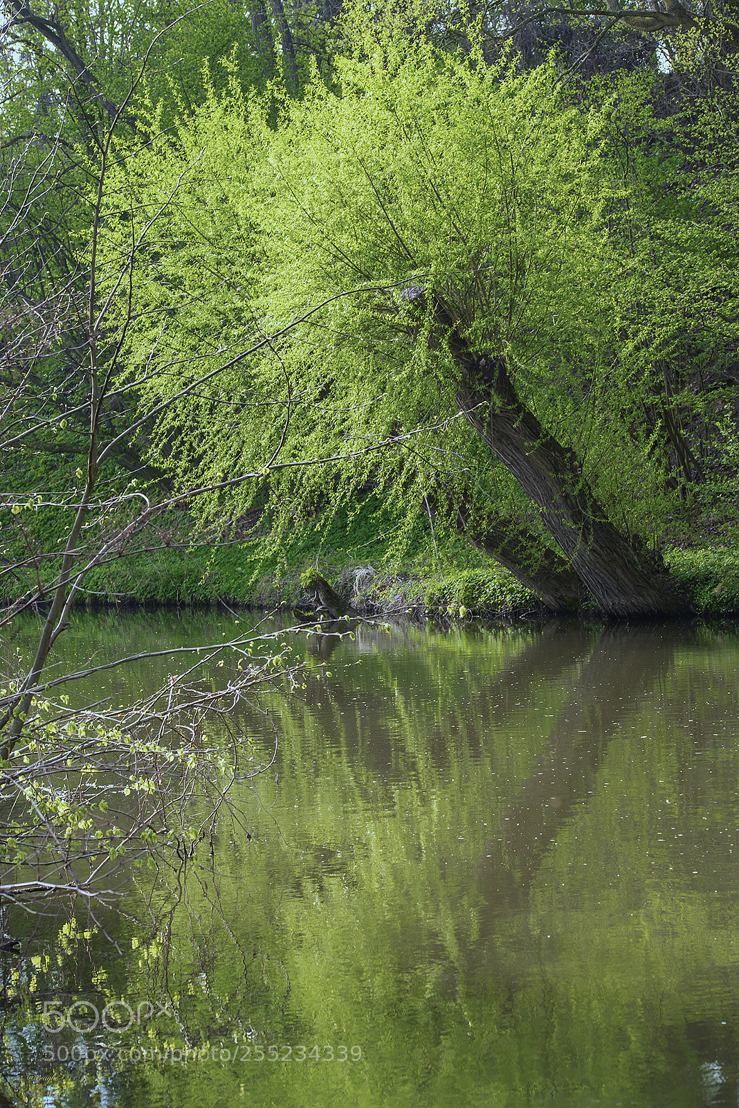 Nikon D610 sample photo. Green photography