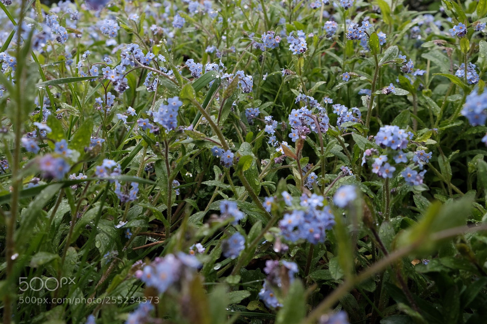 Fujifilm X-E3 sample photo. Wet forget-me-not photography