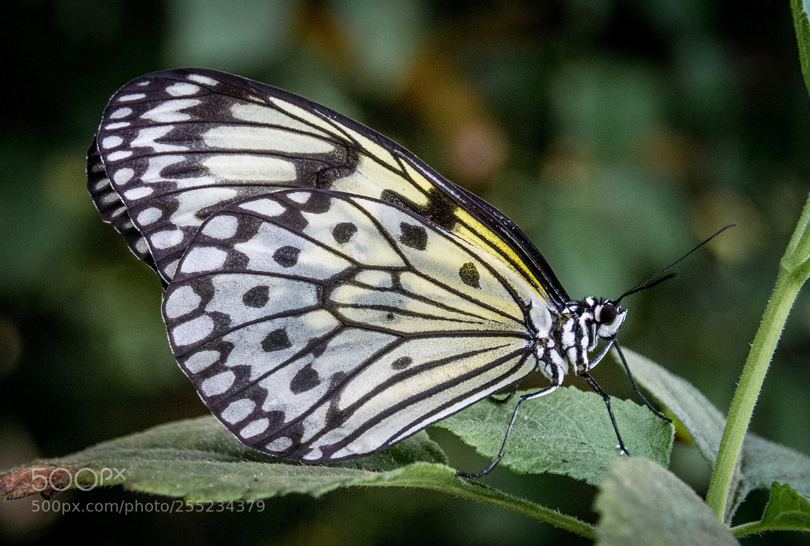 Nikon D7100 sample photo. Paper kite butterfly photography